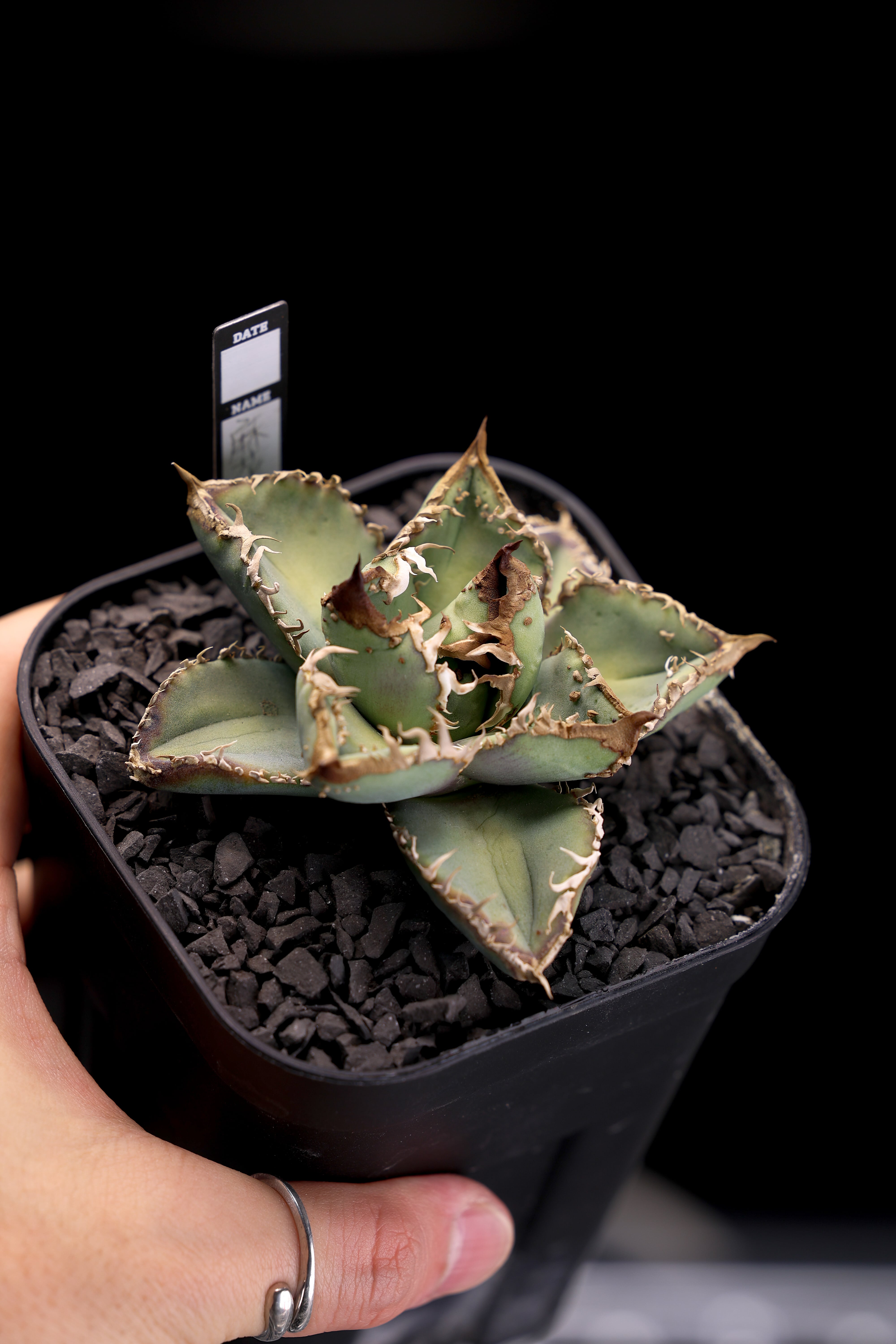 アメリカンBOSSさま専用　アガベ KAMUI PLANTS LABO