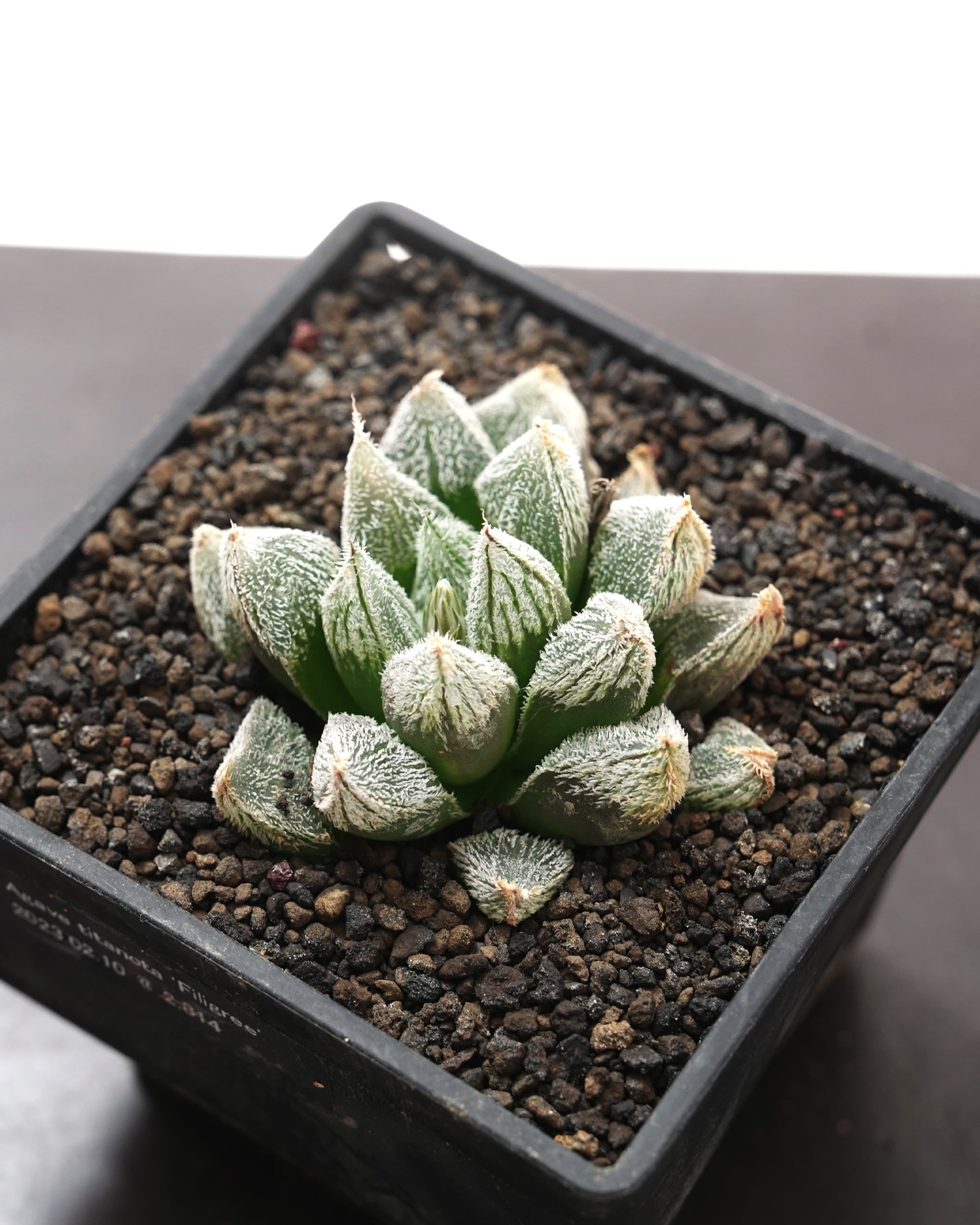 超希少 ハオルチア スノーレパード 多肉植物 【公式通販】