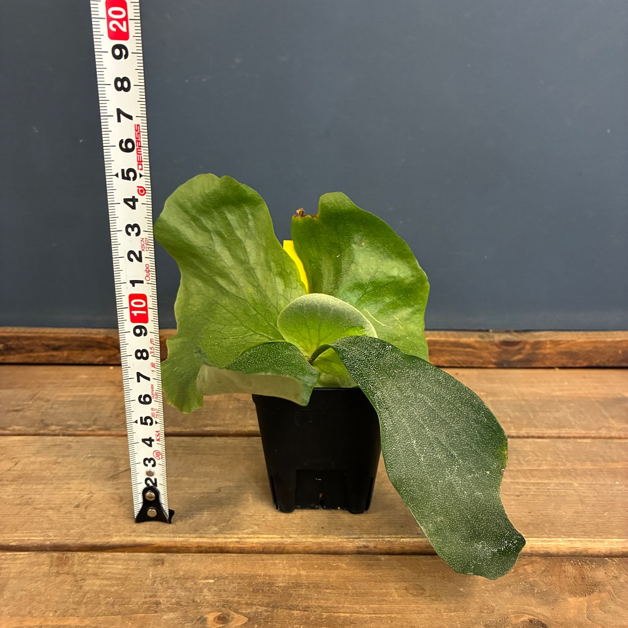 ビカクシダ Platycerium ellisii【823】【再撮影】