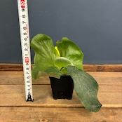 ビカクシダ Platycerium ellisii【823】【再撮影】