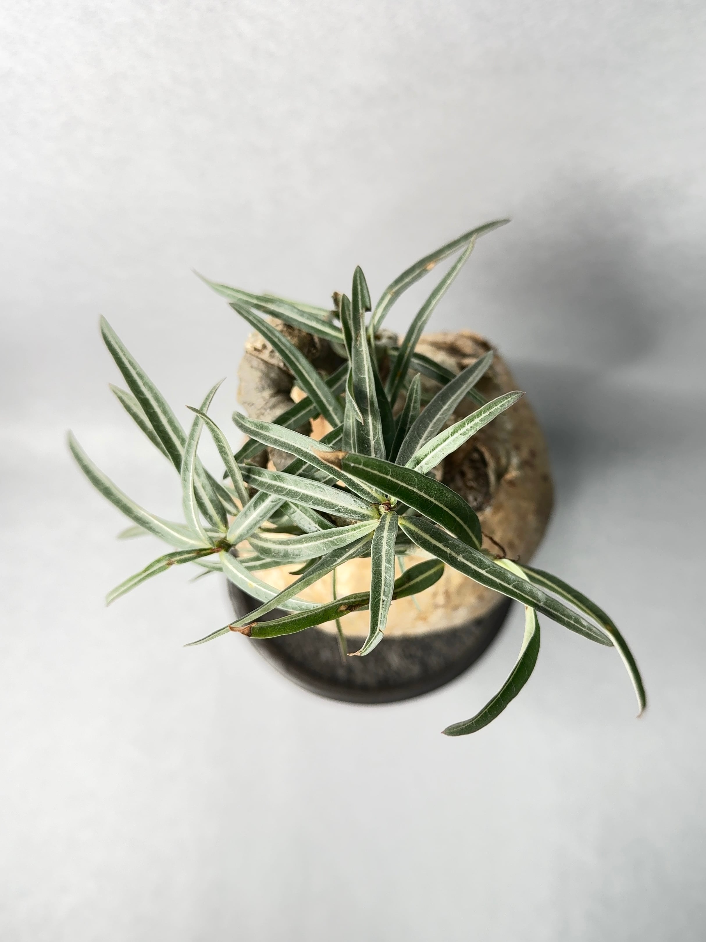 最終価格　アデニウム　ソマレンセ　観葉植物　塊根植物　多肉植物　ビザールプランツ　レアプランツ　ガーデニング　植物　グリーン　趣味　盆栽　葉　花　庭　草　インテリア　おしゃれ　飾り　園芸　観葉植物　塊根植物　多肉植物　ビザールプランツ　レアプランツ　ガーデニング　植物　グリーン　趣味　盆栽　葉　花　庭　草 宝石のような観葉植物のお店 【Jewelry Plant】 アデニウム ソマレンセ