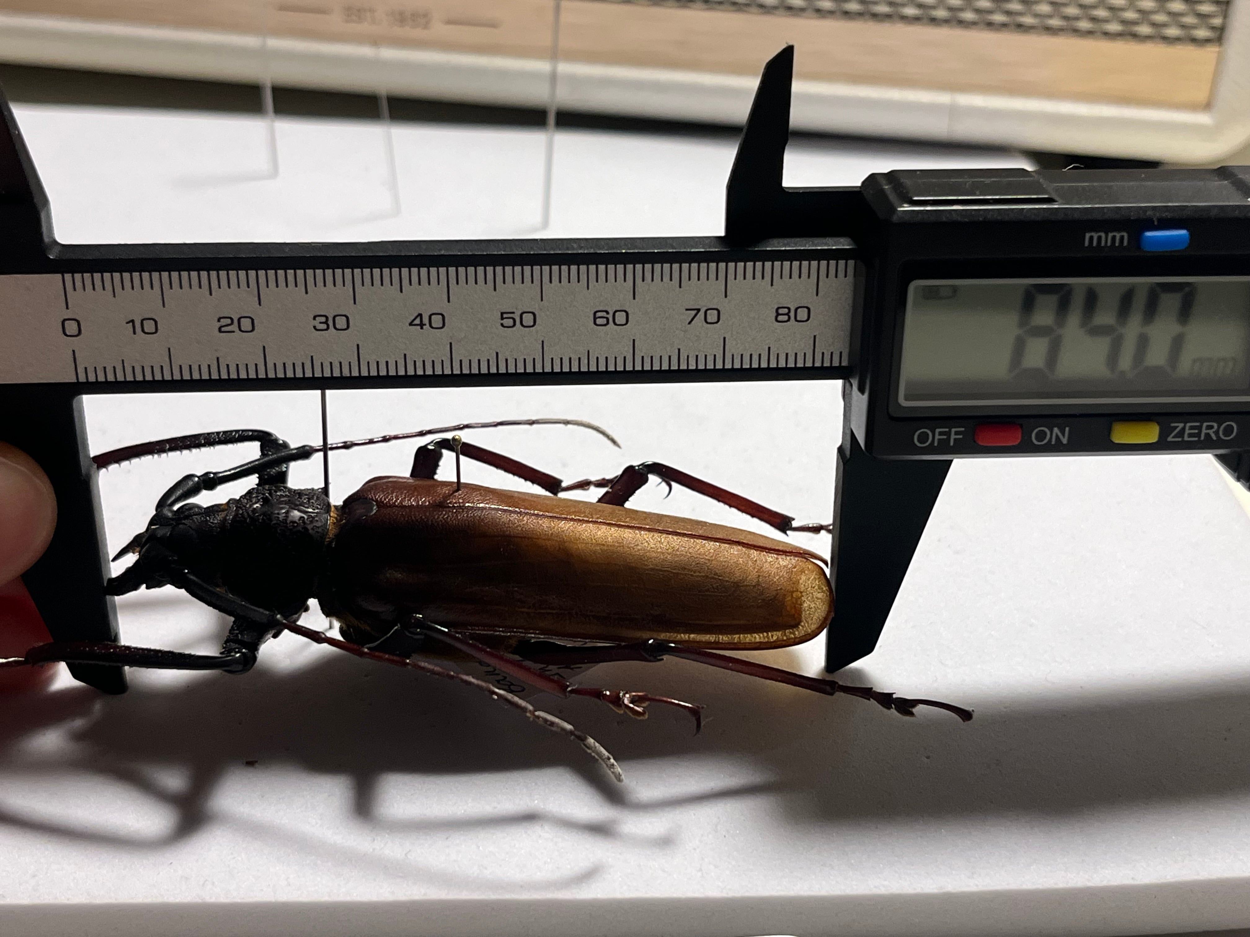 84mm】コゲチャトゲフチオオウスバカミキリ 昆虫標本 ハナムグリ