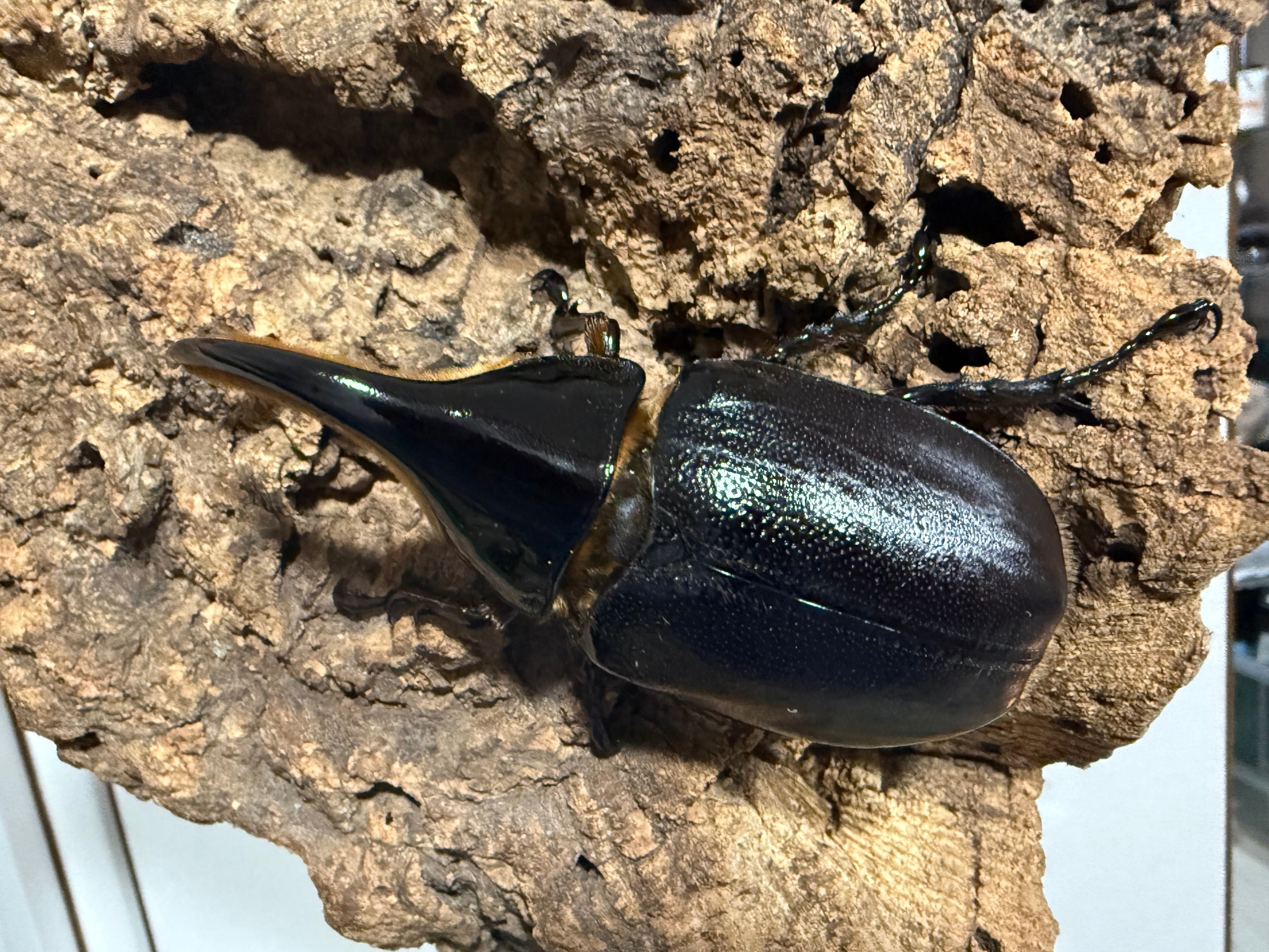 サタンオオカブト♂98 単品 ② 新成虫 サタンオオカブト ♂68単品 未