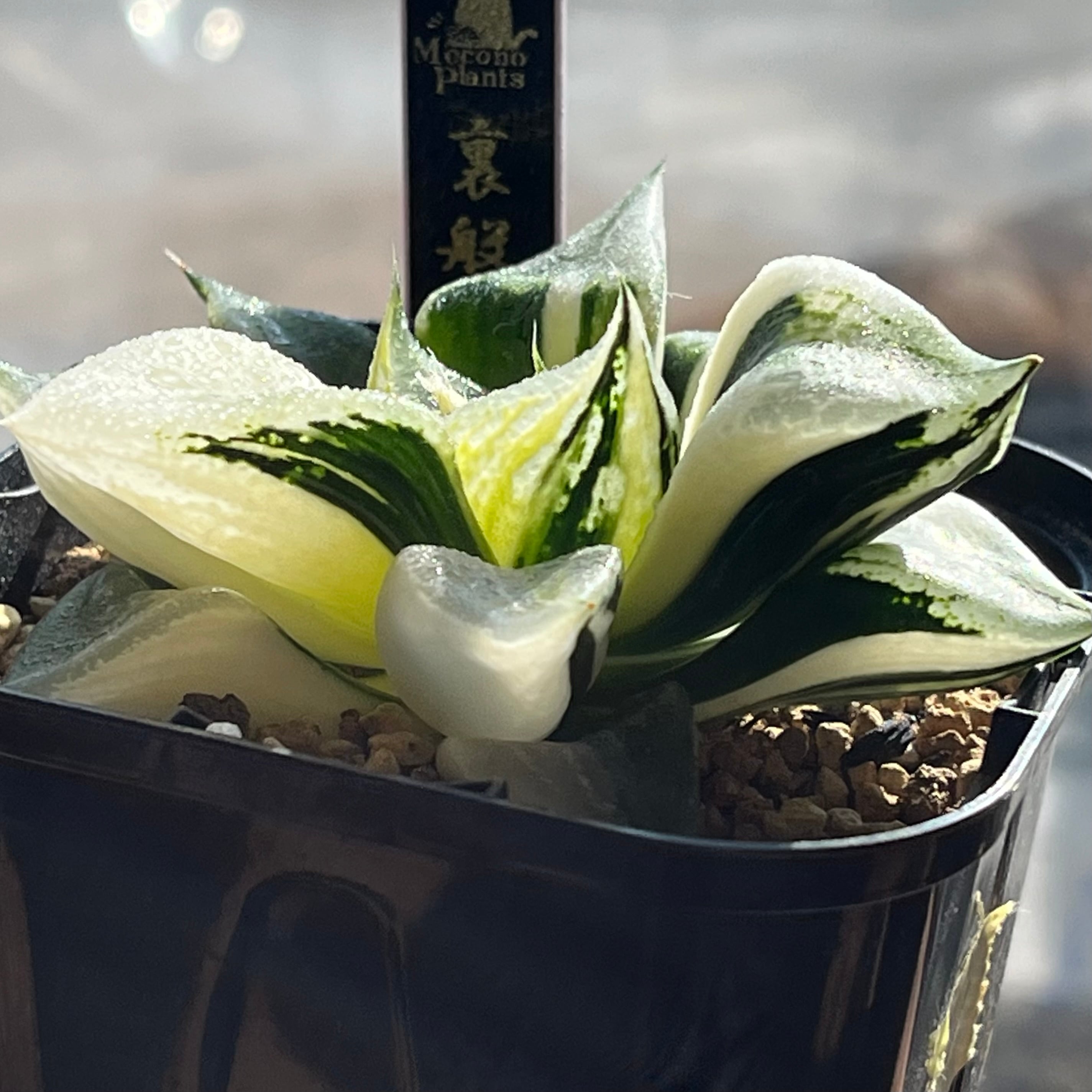 ハオルチア B型コンプトミュータント錦① | mocono_plants