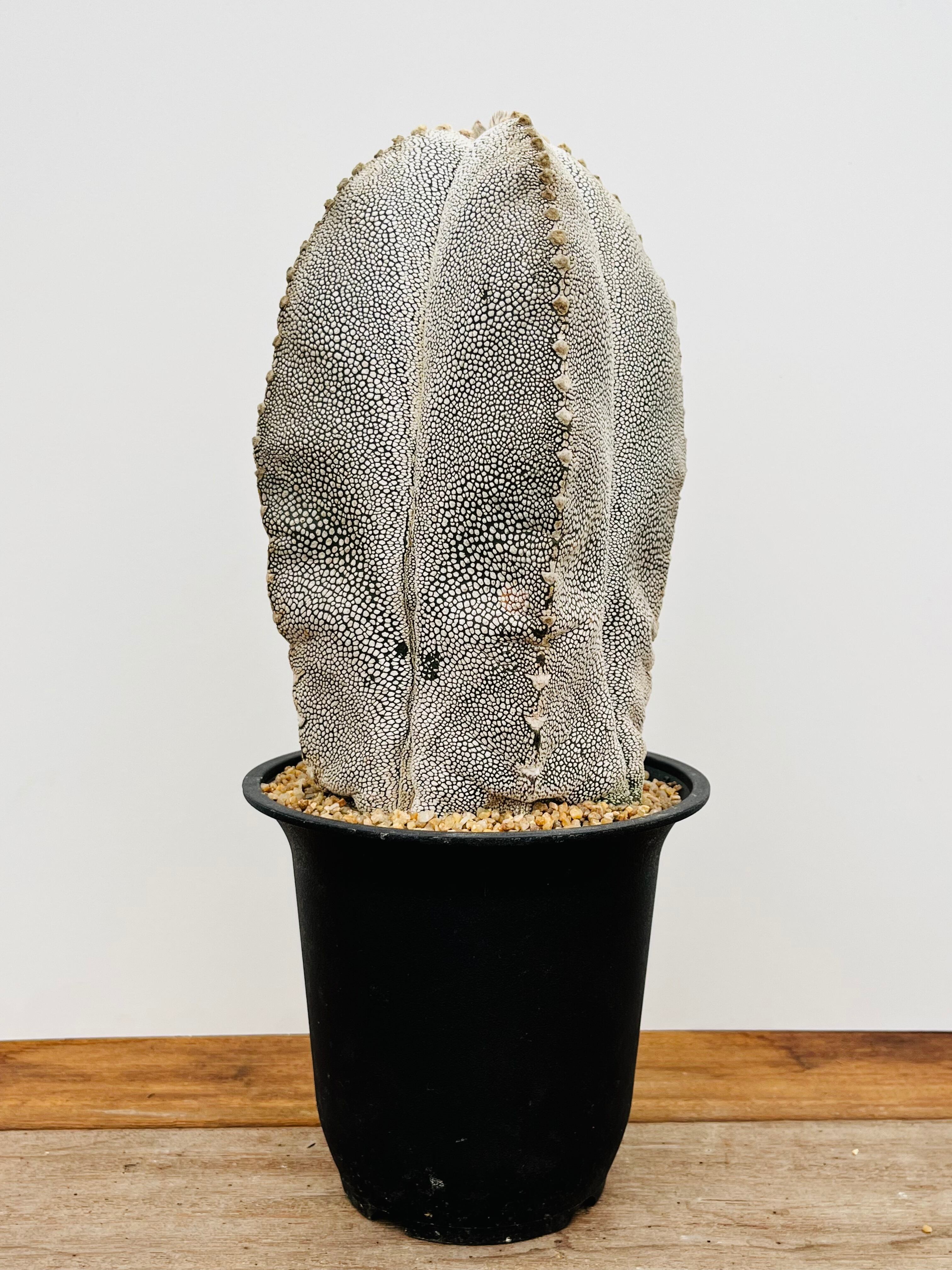 Astrophytum myriostigma アストロフィツム ランポー玉 恩塚鸞鳳玉