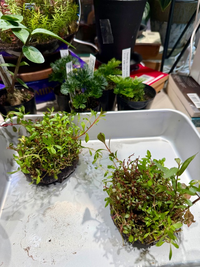 【ADA】侘び草有茎草ミックス赤系（モリモリトリミングしてください！）初登場！