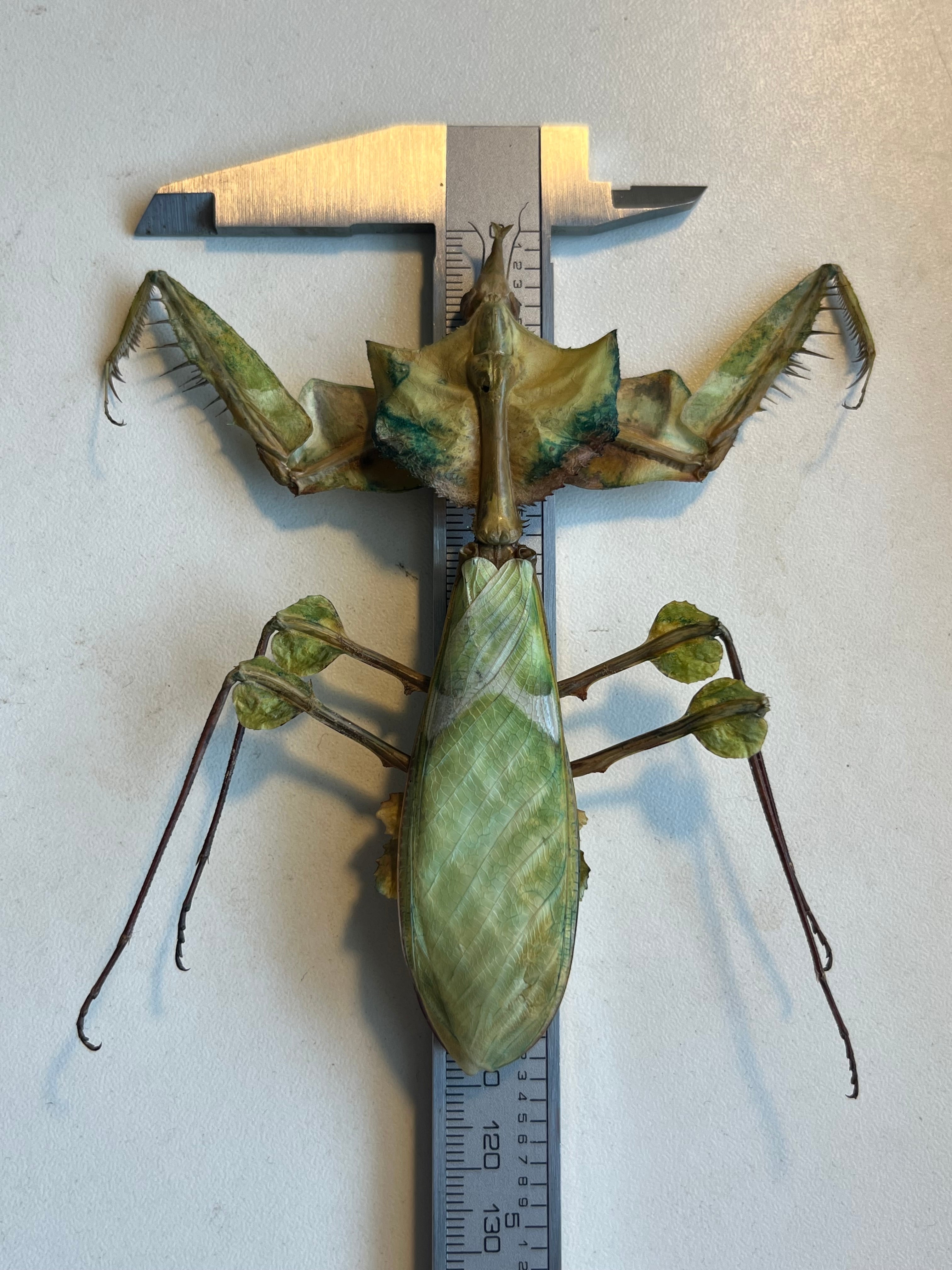 109mm】ニセハナマオウカマキリ マンティスタランチュラムカデ