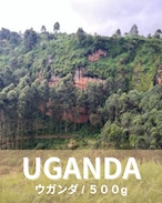 ウガンダ マウントエルゴン 【500gボリュームパック】