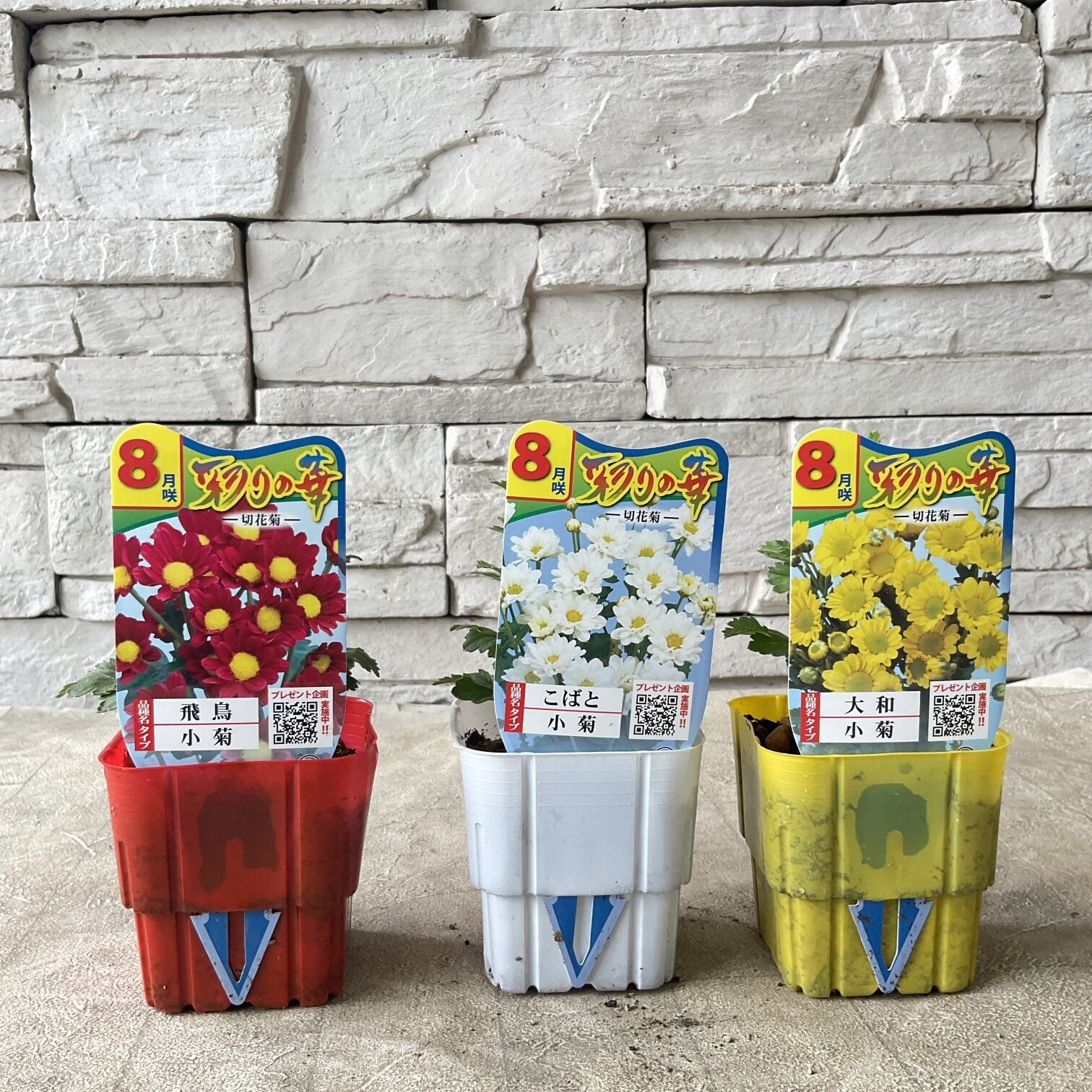 ★セローム「観葉植物」B 観葉植物】セローム 4寸鉢 | 橋本種苗園
