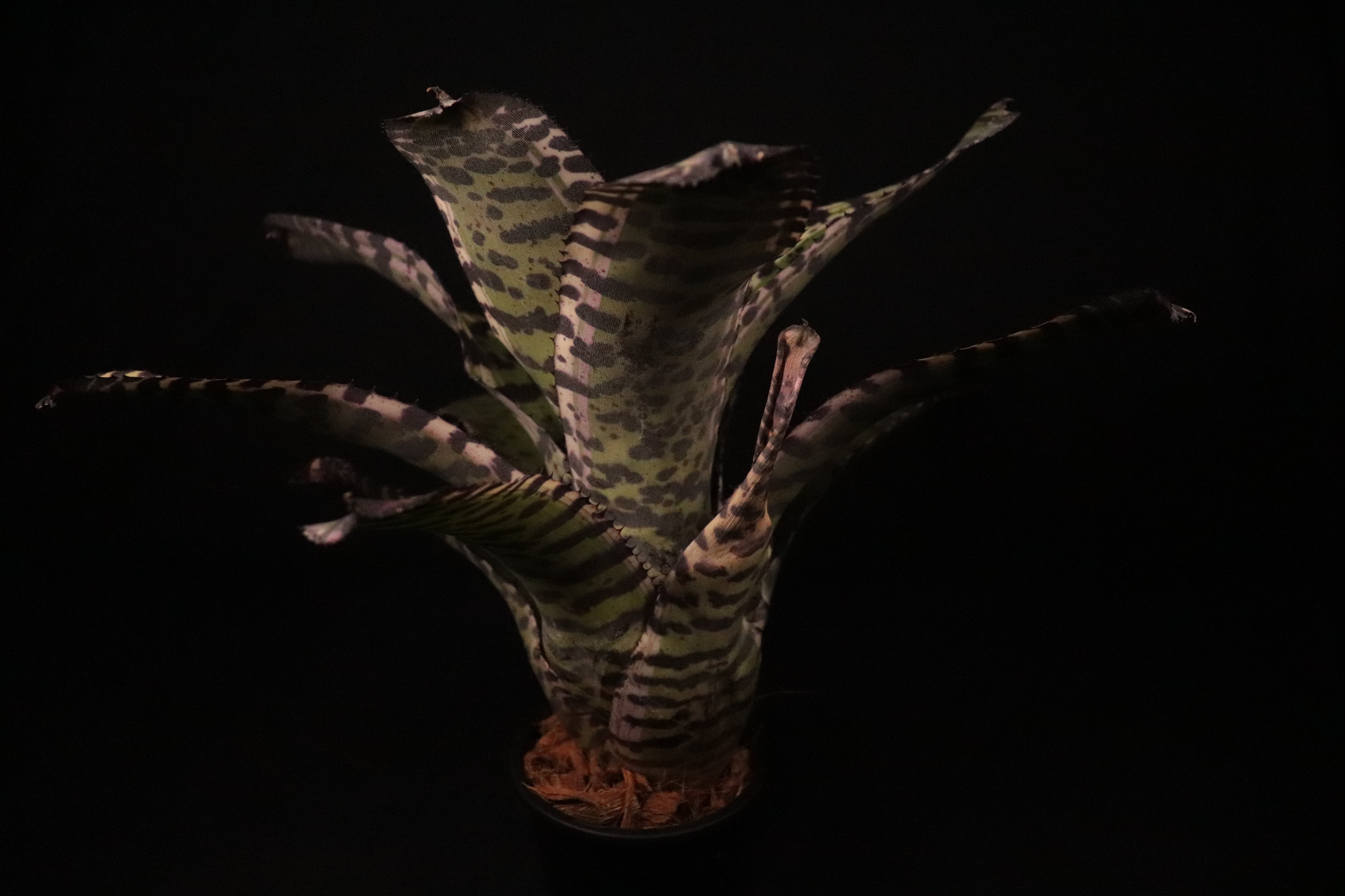 送料無料】Neoregelia 'Ironside'〔ネオレゲリア〕現品発送N0338
