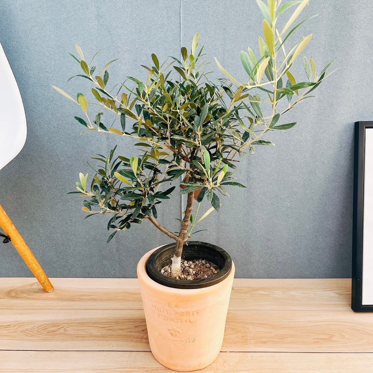 現品］82番 創樹 オリーブ ネバディロブランコ 6号 観葉植物
