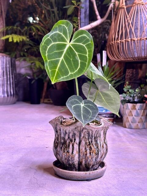 アンスリウム クラリネルビウム | barrelplants_BONSAI