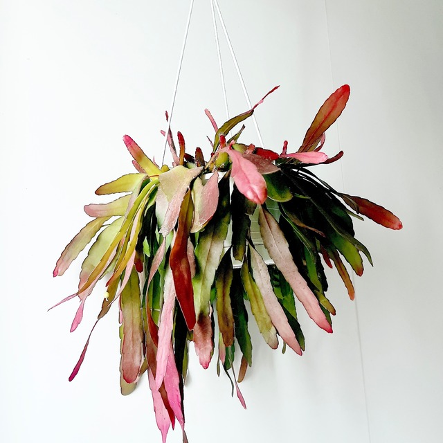 美しい紅葉✨ リプサリス ラムローサ レッドコーラル ハンギング 観葉植物 calm cafe