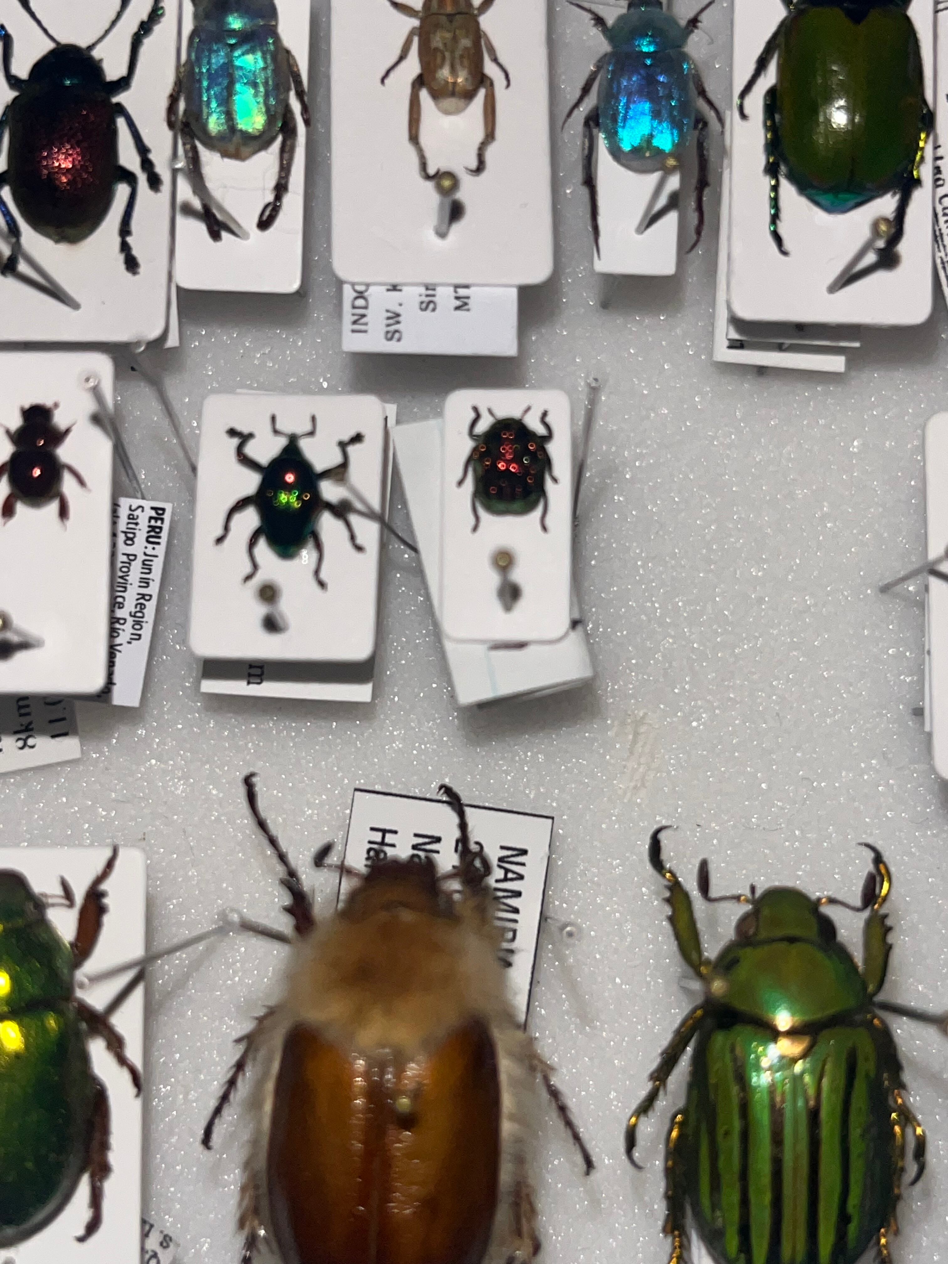 4mm】アカガネオオコブハムシ 赤銅色 コメツキムシ昆虫標本甲虫