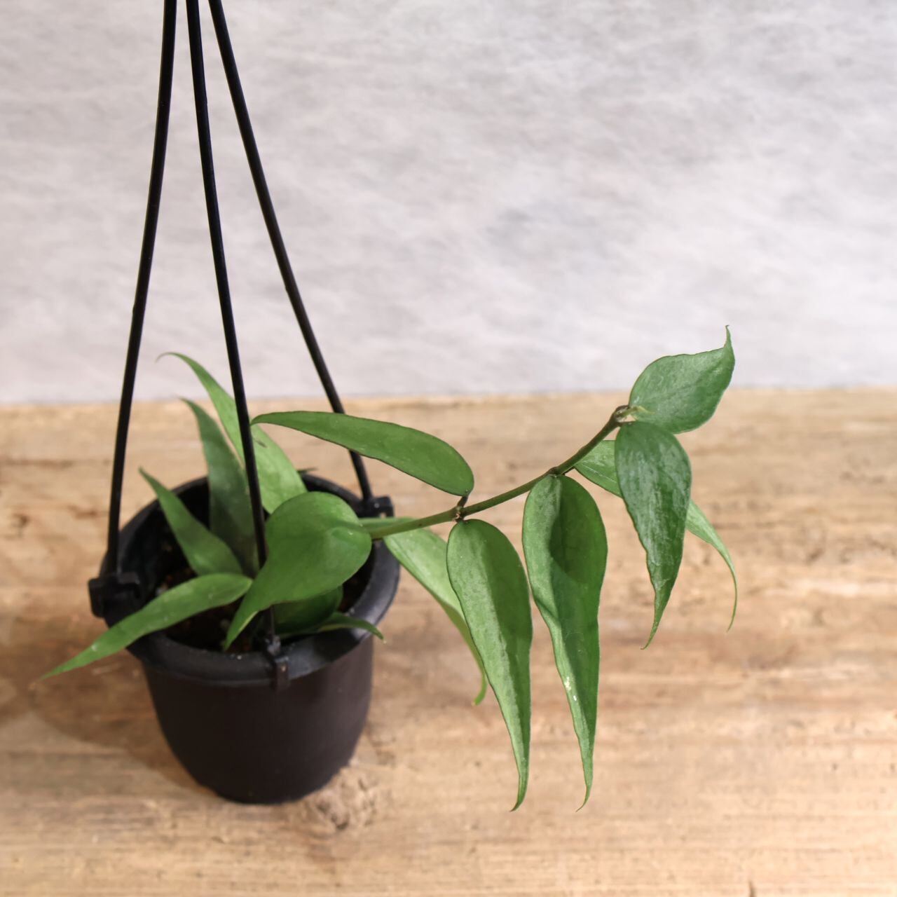 275『ホヤ パンデュラータ Hoya pandurata』｜観葉植物【送料無料