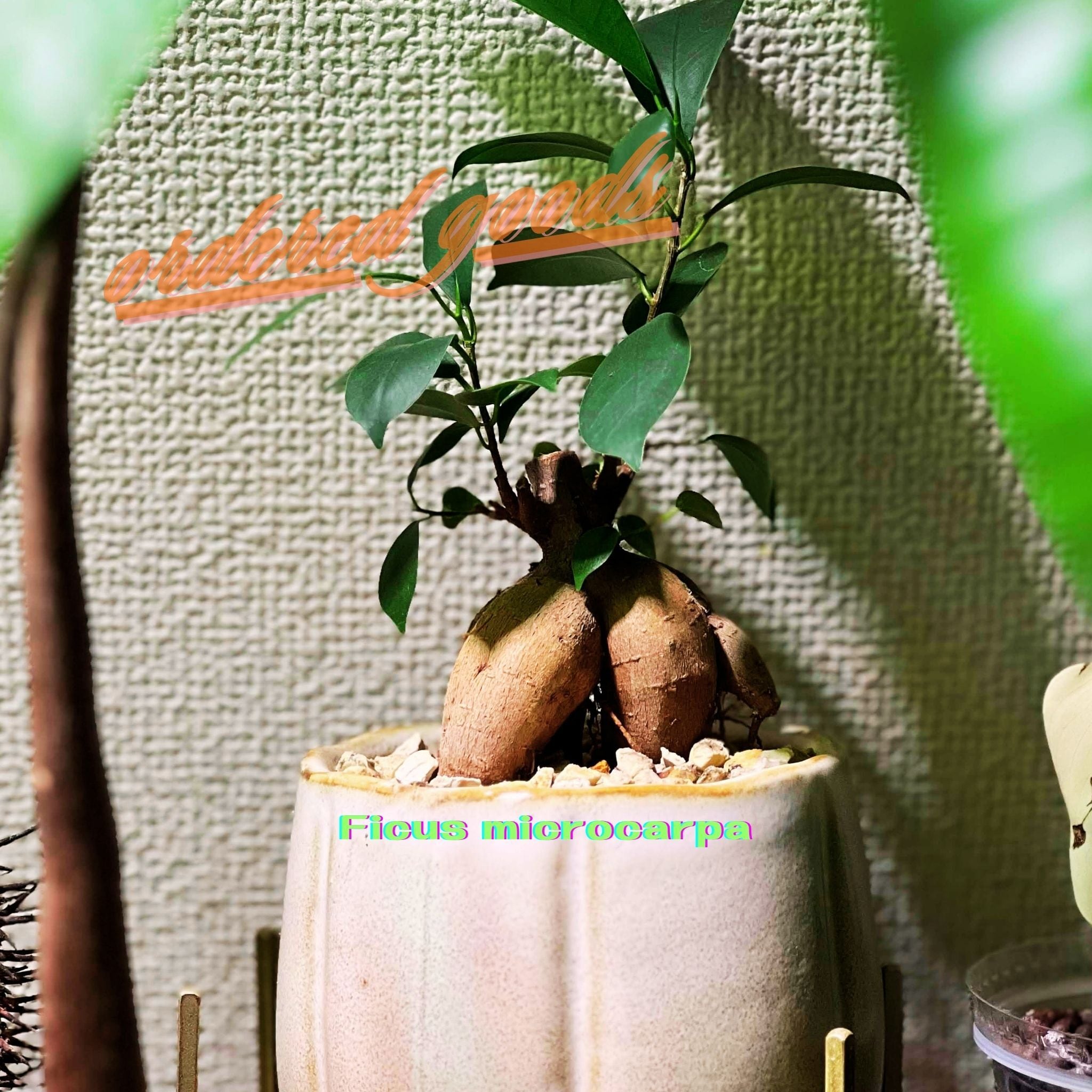 @キマル PLANCHU 観葉植物 ガジュマル 3号丸鉢 受け皿付き 育て方説明書付き