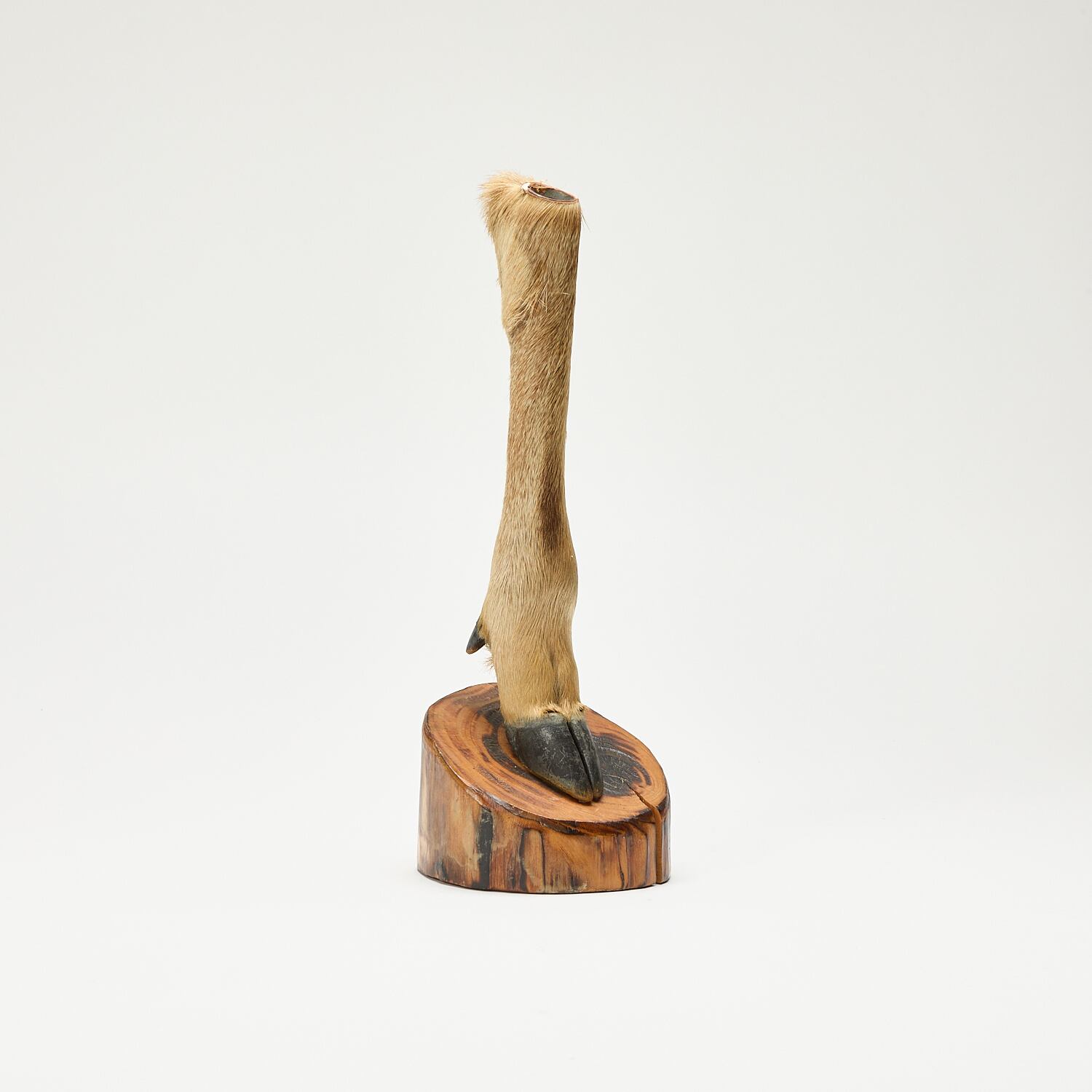 鹿足一輪挿し（メス） / Genuine Deer Foot Single Flower Vase