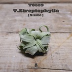 【送料無料】ストレプトフィラS〔エアプランツ〕現品発送T0539