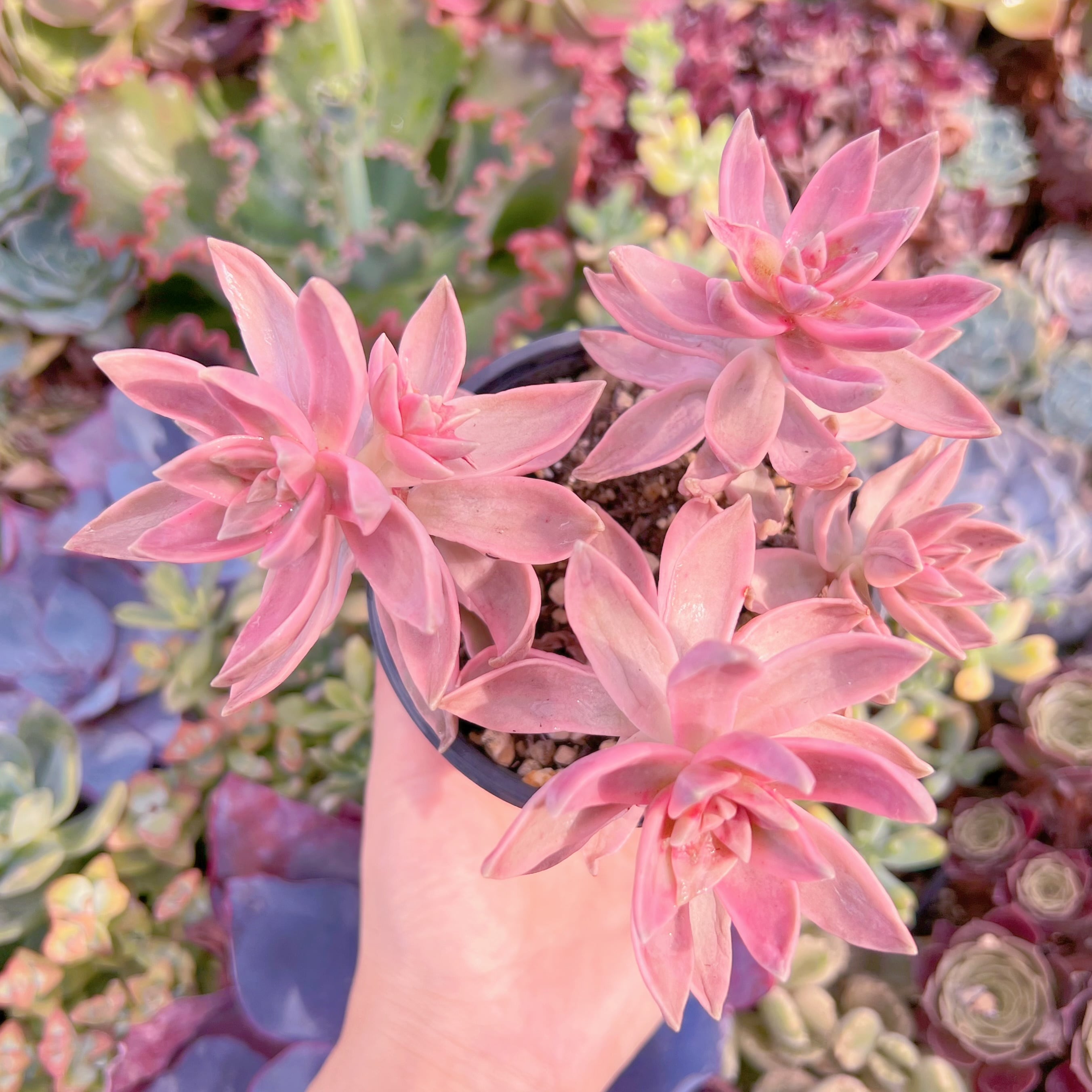 現品　淡羽錦#K539　群生　るる農園