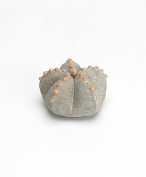 陶植/ランポー玉 - 五角(小)G/BE-L