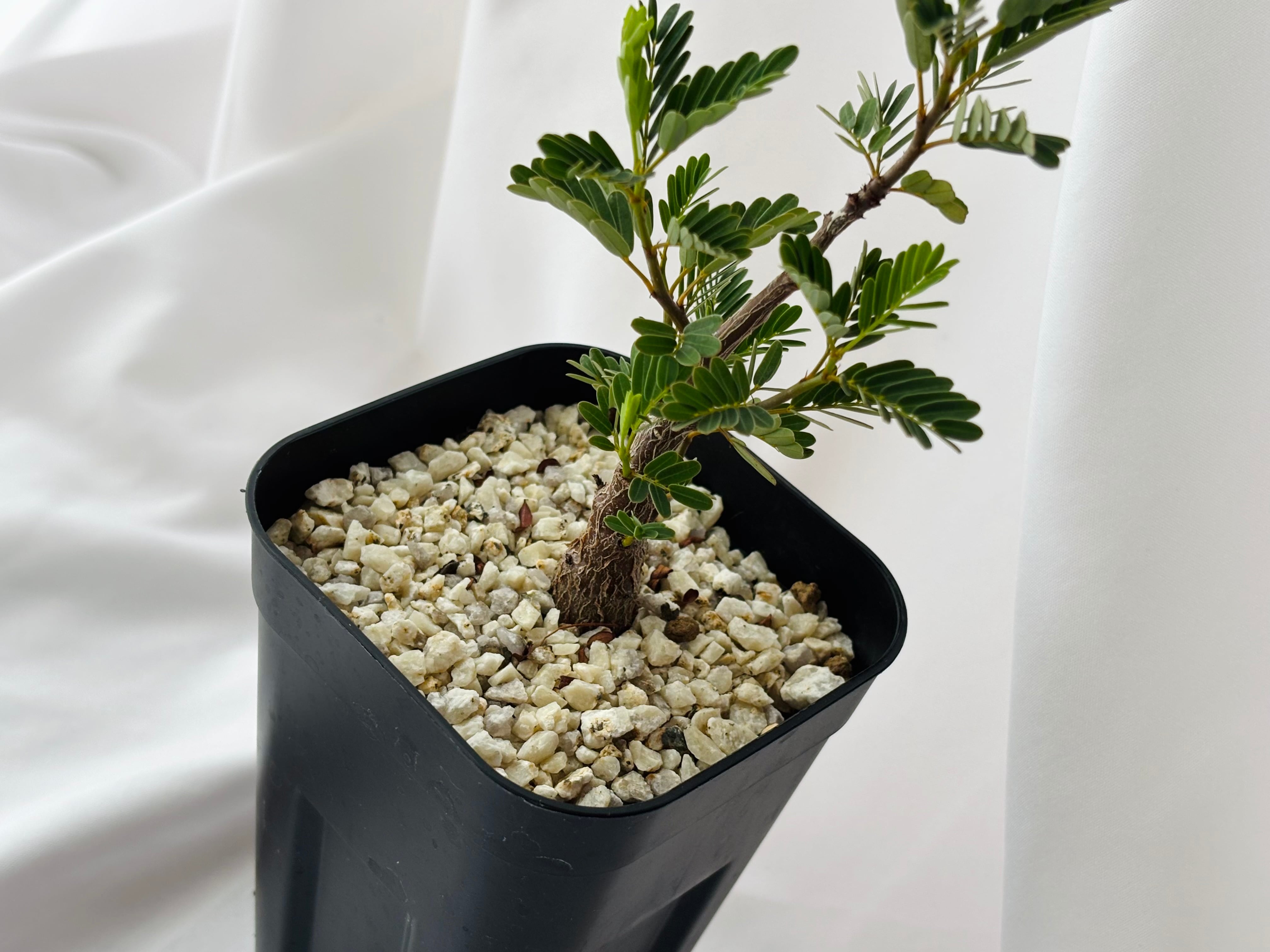 センナメリディオナリス現地球 特大 塊根植物 xx センナメリディオ