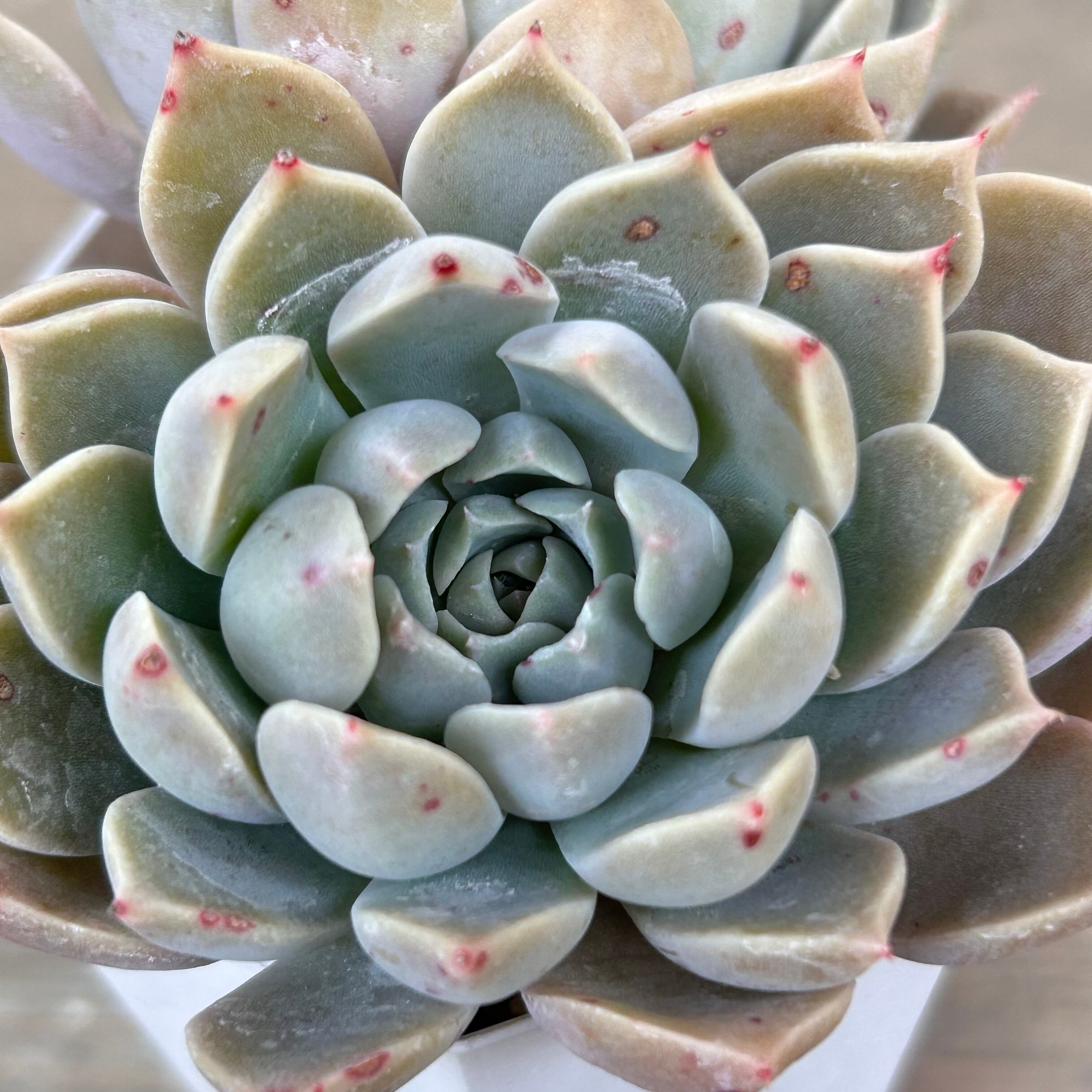 ピンクプリティ×ヒアリナ | RuPo 多肉植物専門店