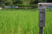 誠鏡 漬物用酒粕　4kｇ