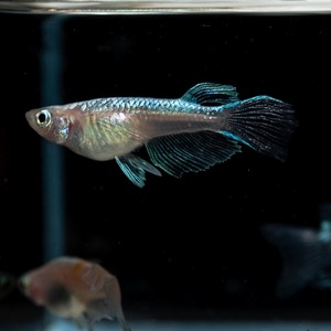 アマテラス（ホワイトタイプ） リアルロングフィン （3匹、現物出品）　