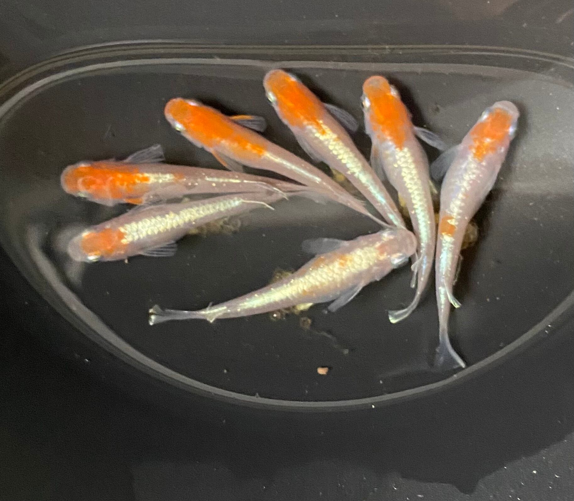 メダカ   レッドクリフ紅白　　若魚 レッドクリフ紅白若魚6匹セット | メダカ専門店 Todo-Fish