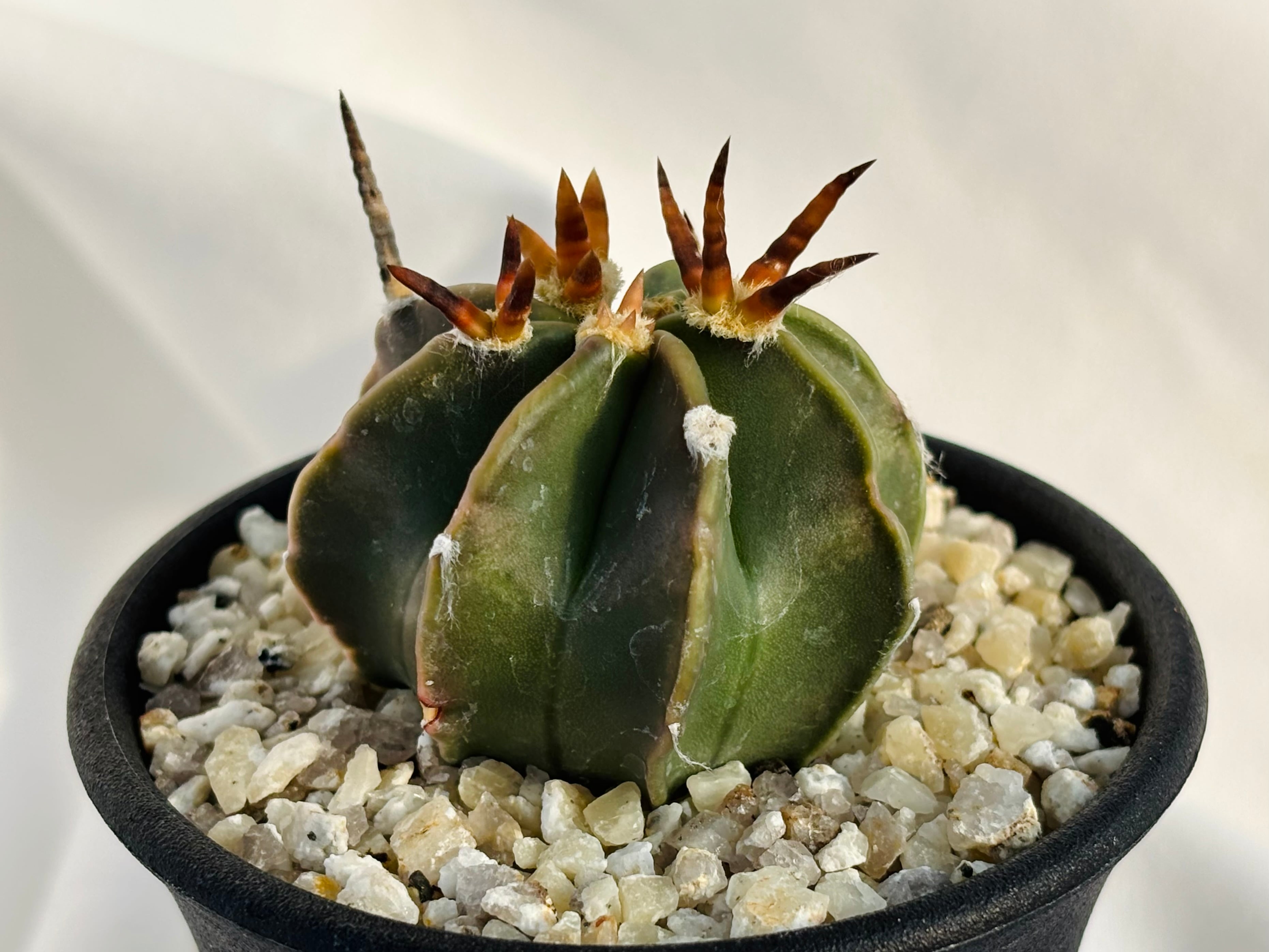 Astrophytum capricorne v. crassispinum アストロフィツム 水牛大鳳玉