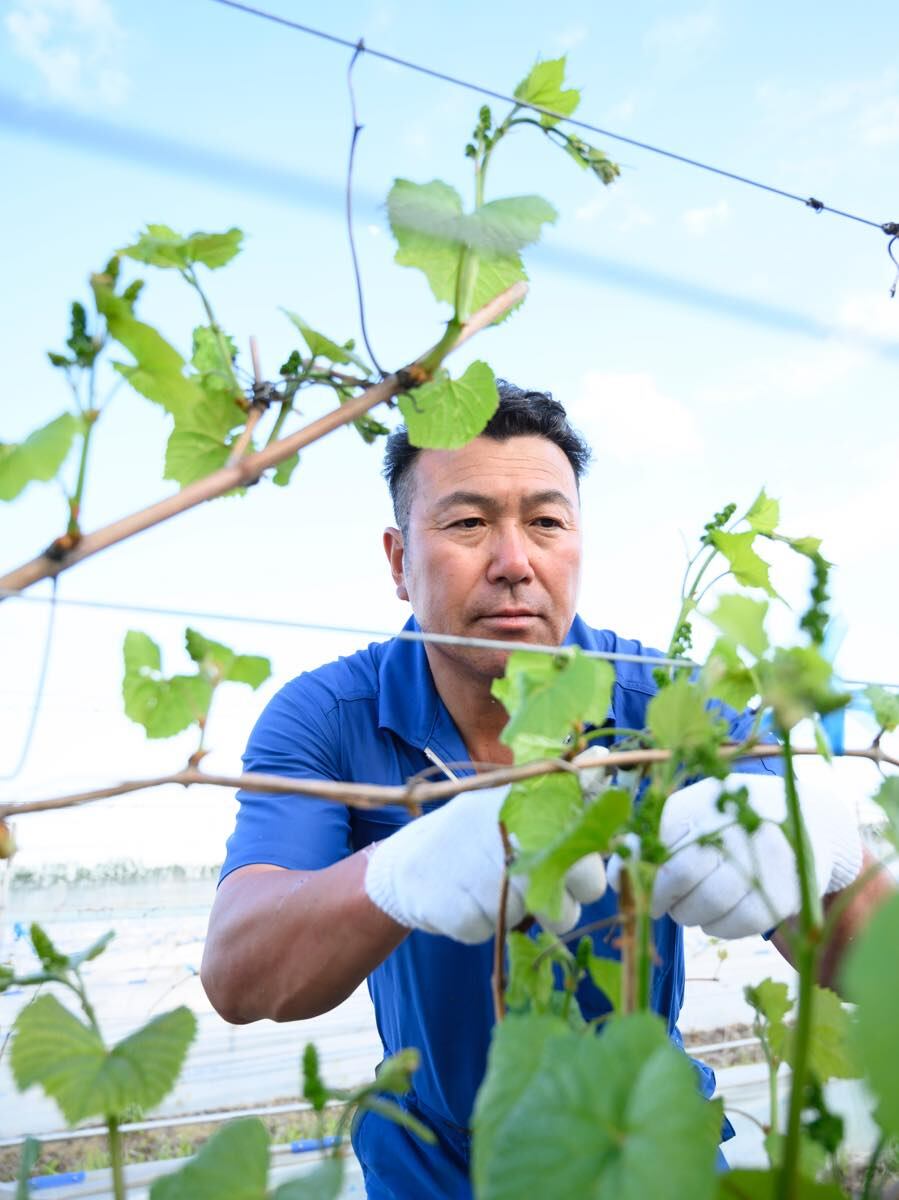 山岳師団、SS6体各々2個　Renさん専用常連さんお値引き かなえる 山幸【KIKUCHI HIDEKI】 vin2022 | Memuro Winery ONLINE SHOP