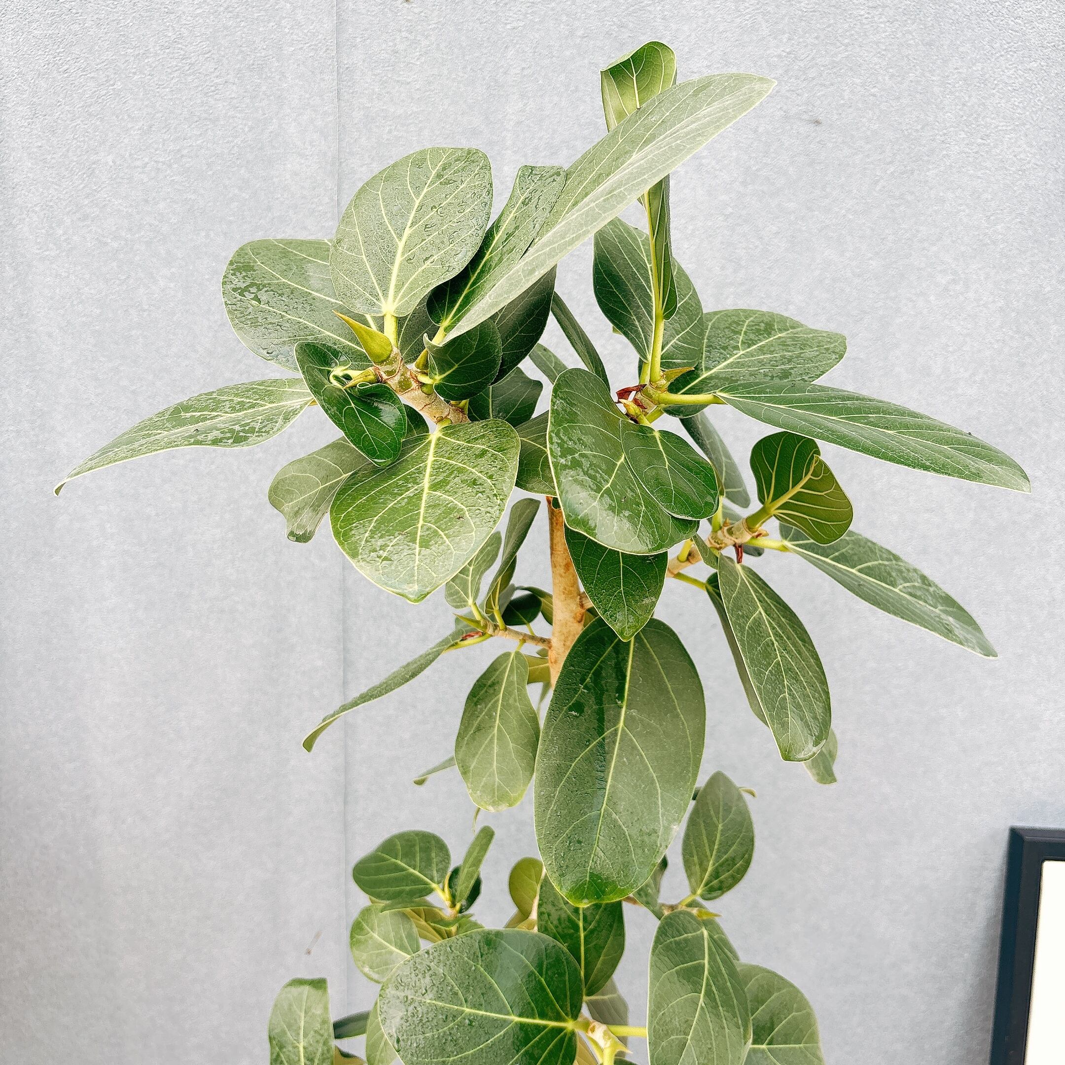 現品］99番 フィカス ベンガレンシス 曲がり 8号 観葉植物 室内 大型