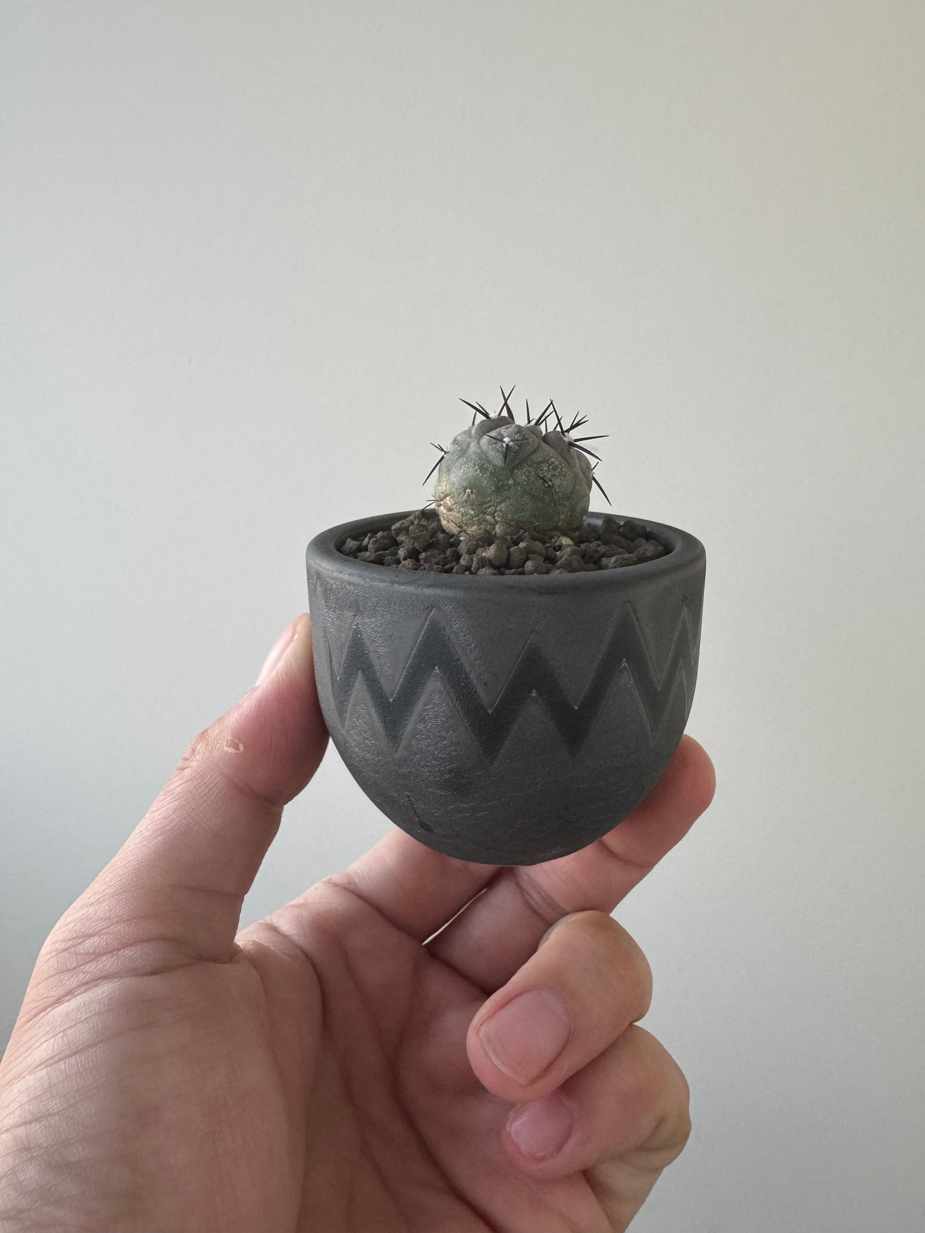 【新着】Copiapoa cinerea × VALIEM BABY【俺の黒王丸】コピアポア シネレア