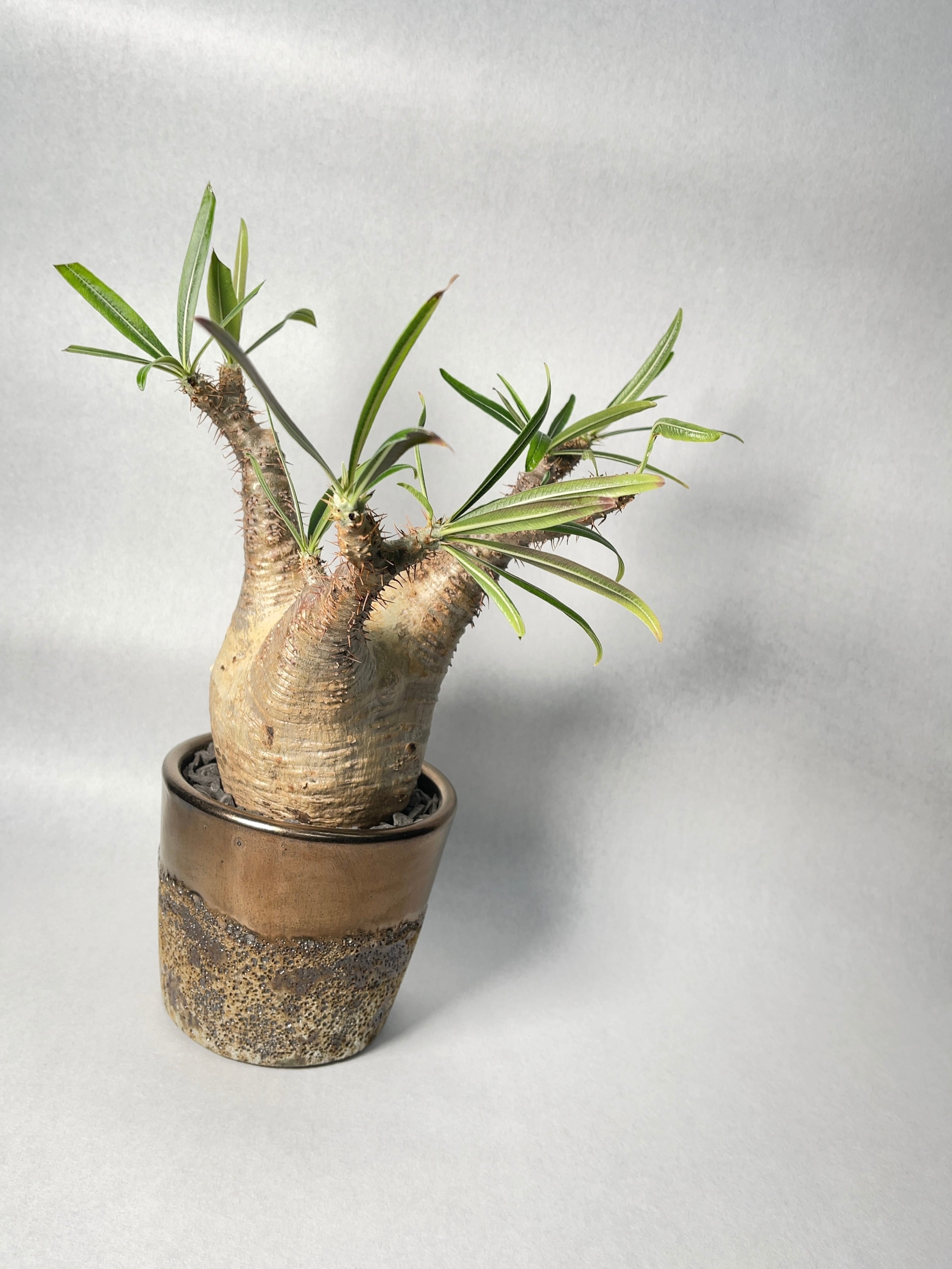 h*a様 パキポディウム・グラキリス　現地球　タイムセール 発根済】【現地球】パキポディウム グラキリス | BRIDGE GARDEN