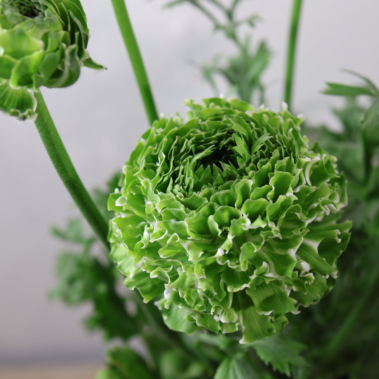 ALL ITEM | MARX PLANTS | 観葉植物・多肉植物・塊根植物