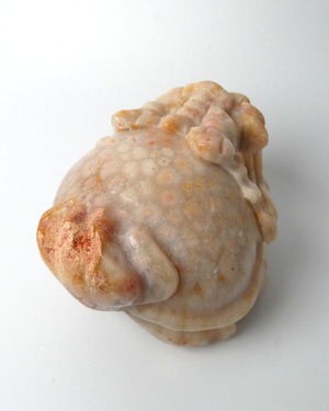 Fossil Coral フォッシルコーラル ⭓ 海の記憶 ⭔ ORIGINAL 龍亀