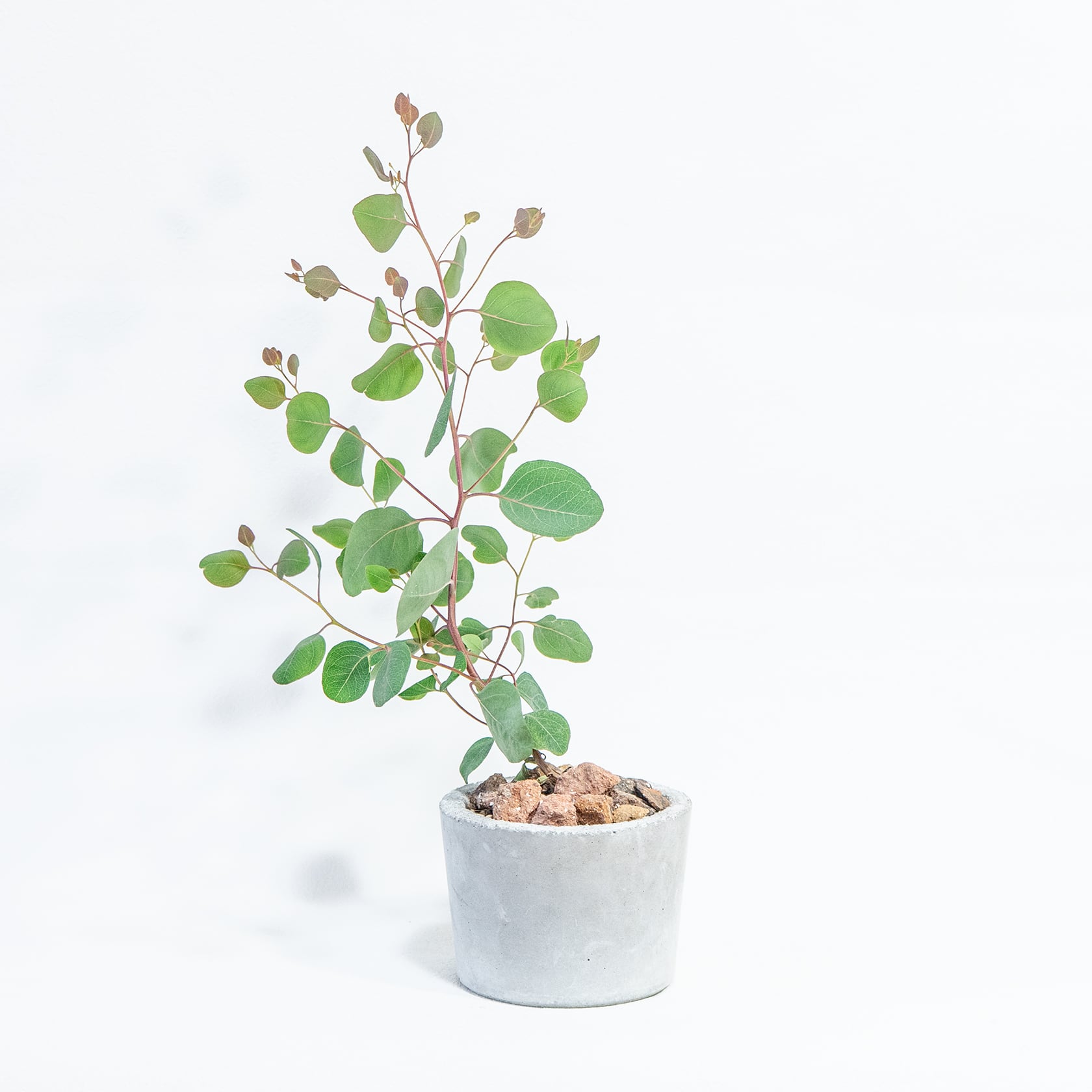 ≪ 観葉植物 ≫お庭やベランダで育てるユーカリ・ポリアンセモスの鉢植え｜ざらっとした風合いの手づくりモルタル鉢
