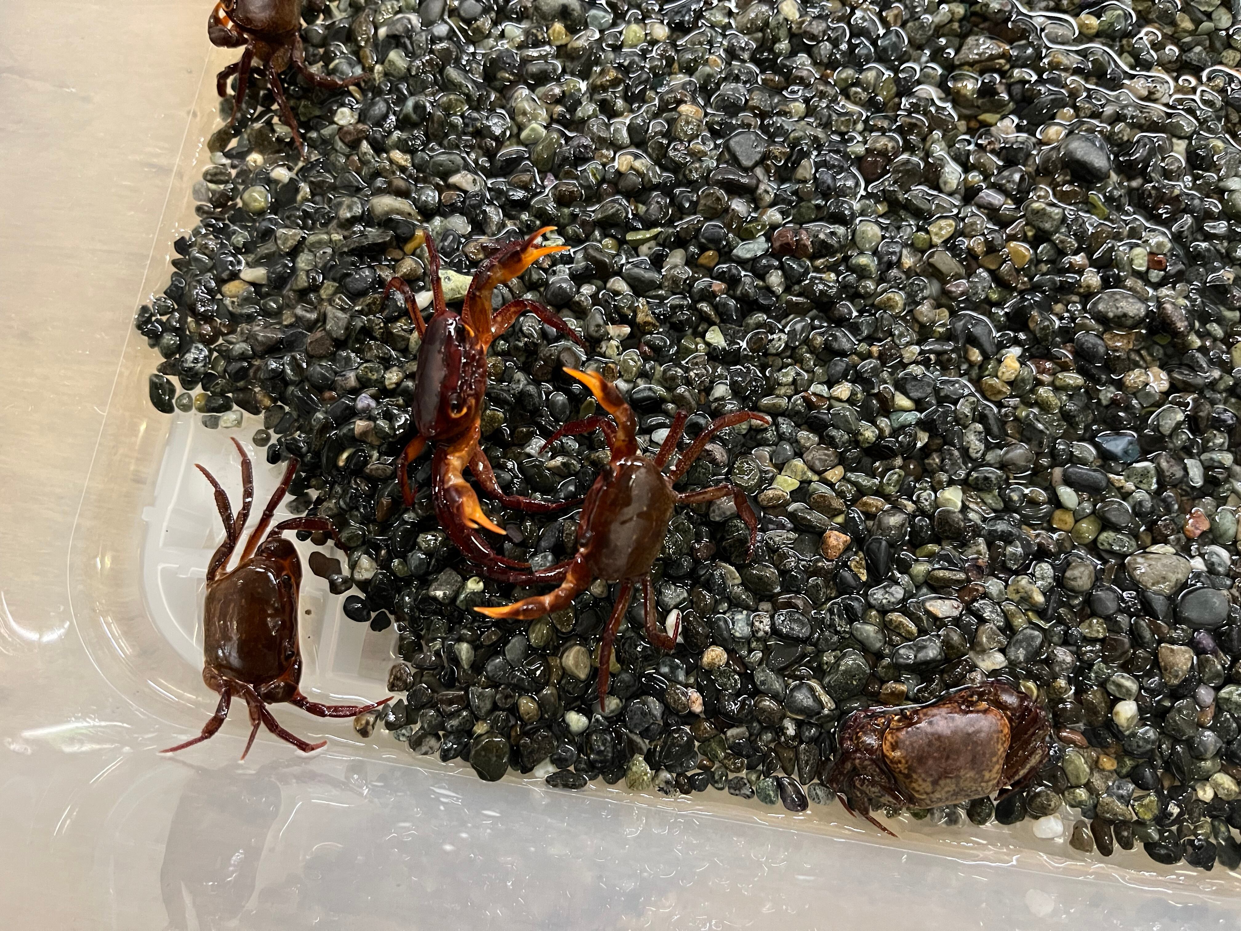 1匹】インド直輸入便WILDインドレッドルビークラブ♀( Ghatiana.sp)甲