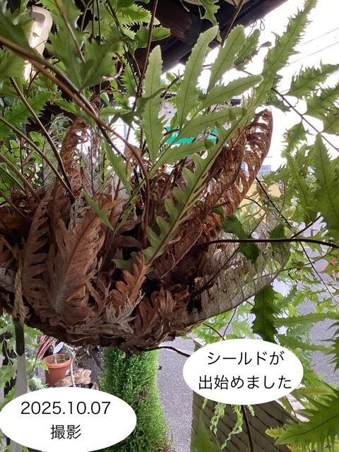 おしゃれ オシャレなインテリア】アグラオモルファ sp シダ植物 着生