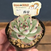 farmPALKさん苗 エケベリア 露蛍【811】