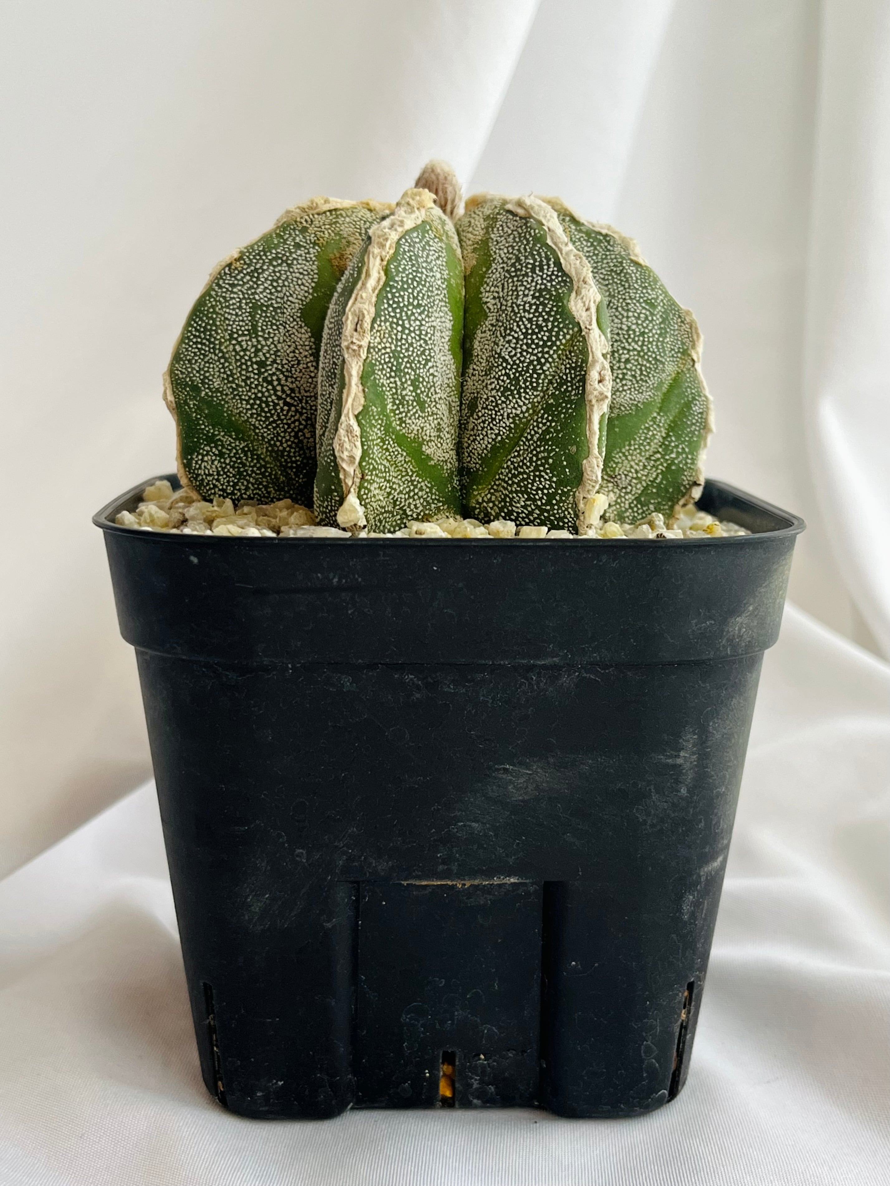 Astrophytum myriostigma アストロフィツム 白条ランポー玉 鸞鳳玉