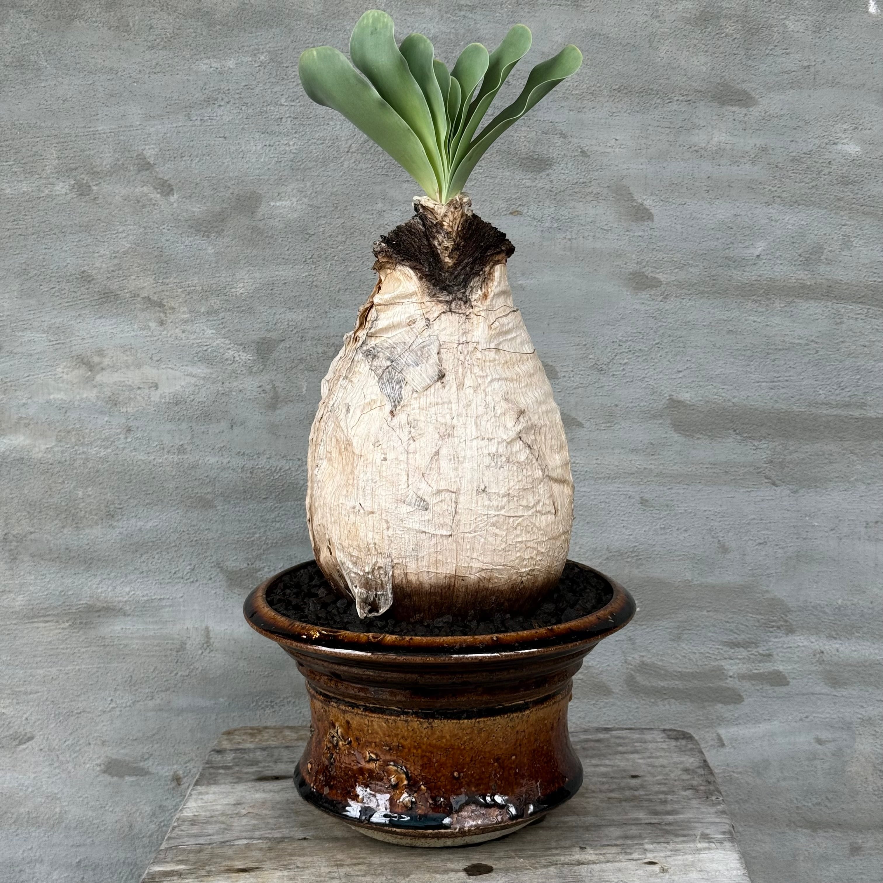 8/10（月）21:00より再販！【植物鉢】 Valiem GHOST（BOWL / Lサイズ