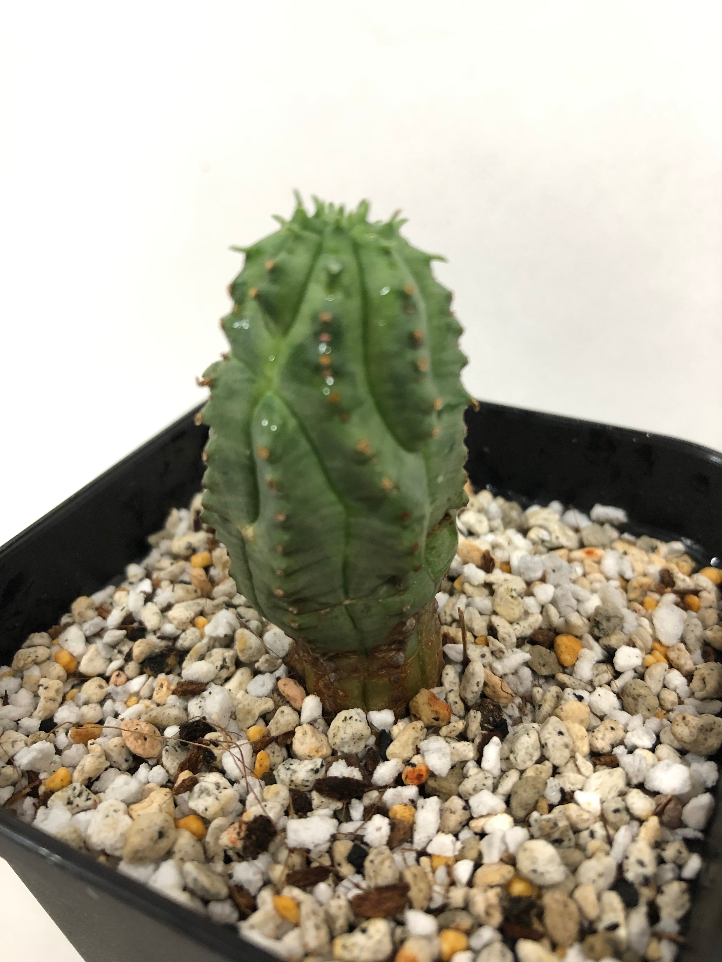 Euphorbia Obesa ユーフォルビア・オベサ梵天 多肉植物 | plants