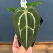 【BASE抽選販売(限定価格)】 アンスリウム　カーラブラッキー【1055】