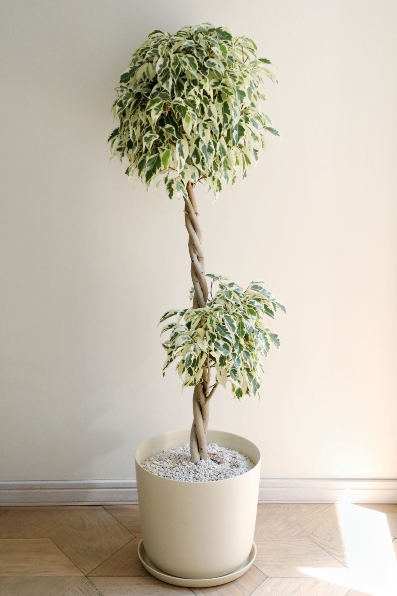 【L】【100cm】ベンジャミン スターライト ビューティークイーン/Ficus benjamina