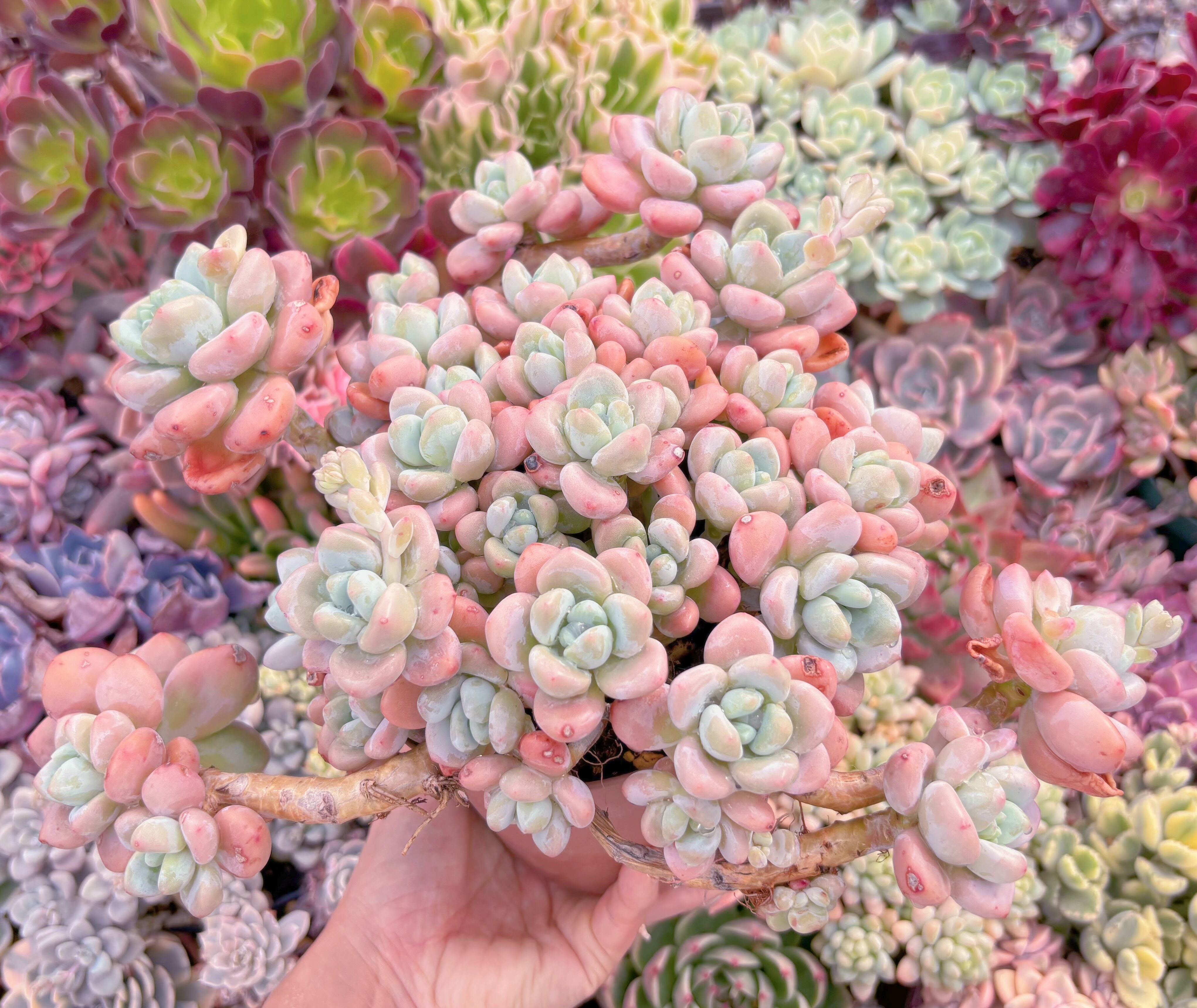 現品　マカロン#823　特特大群生35cm　新入荷　るる農園