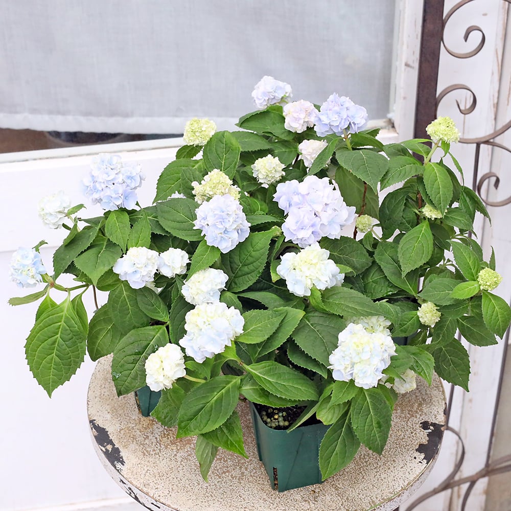 値下げSALE 花苗 山アジサイ 伊予獅子てまり ブルー 2.5号 紫陽花 庭
