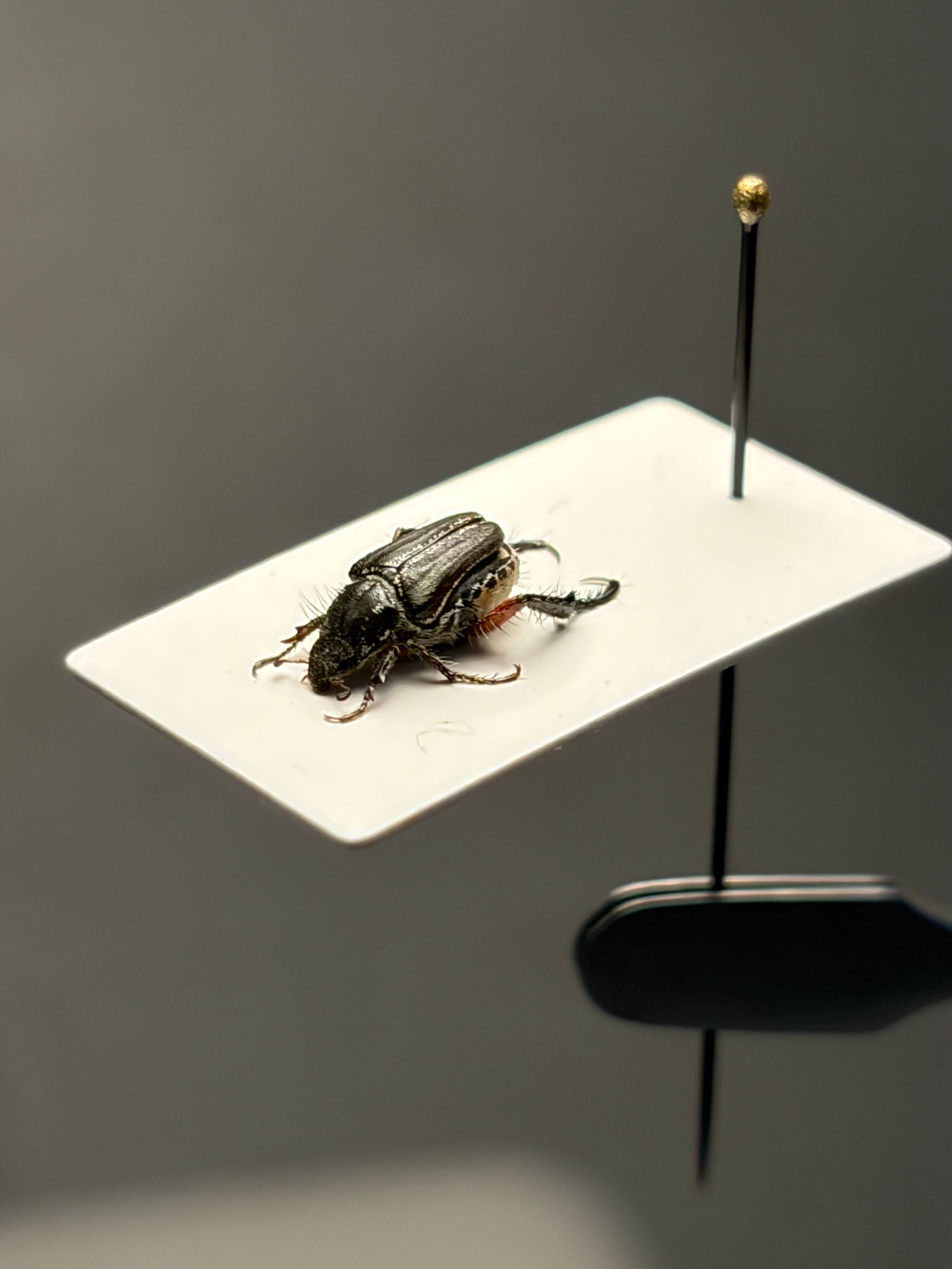 7mm】南アフリカのアシナガコガネ 標本 プラチナコガネ ウグイスコガネ