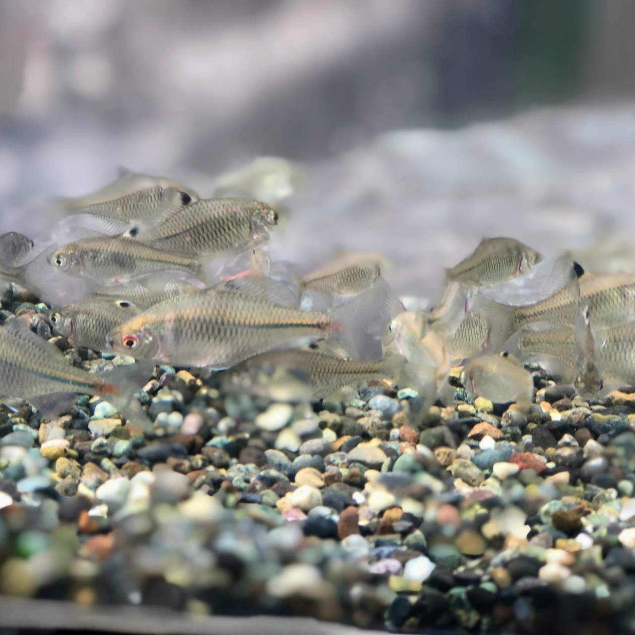 ※特盛セット※(淡水魚)タイリクバラタナゴ M(2~4cm±)(30匹)【生体】
