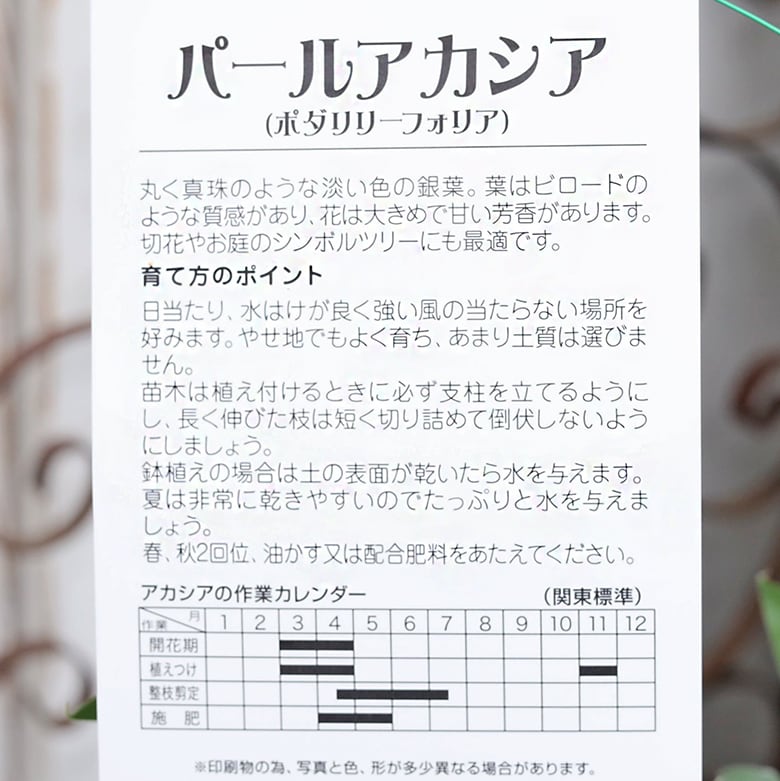 常緑苗木 パールアカシア ポダリリーフォリア 6号 高110cm ミモザ